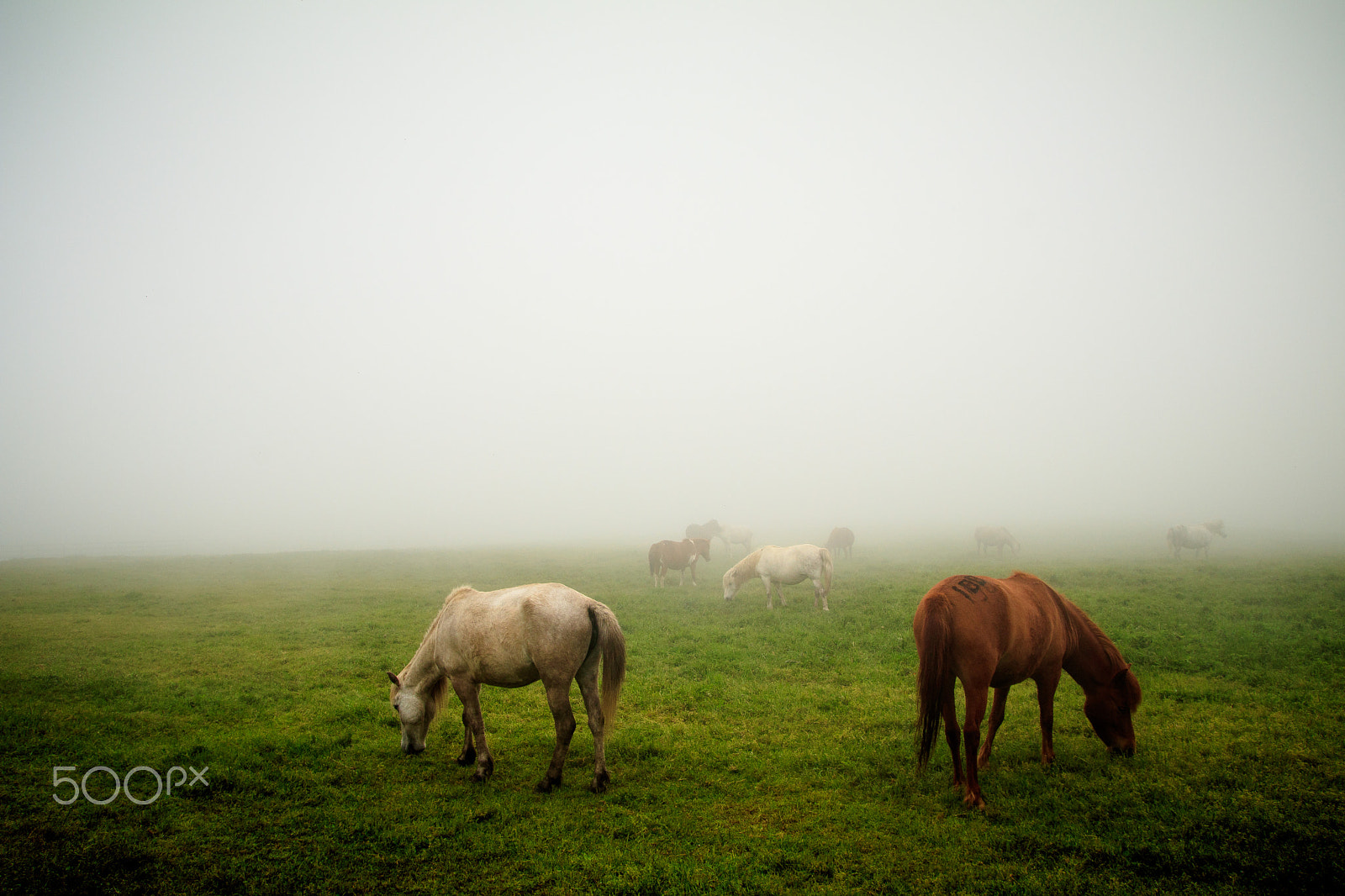 Tamron SP AF 17-50mm F2.8 XR Di II LD Aspherical (IF) sample photo. Horses photography