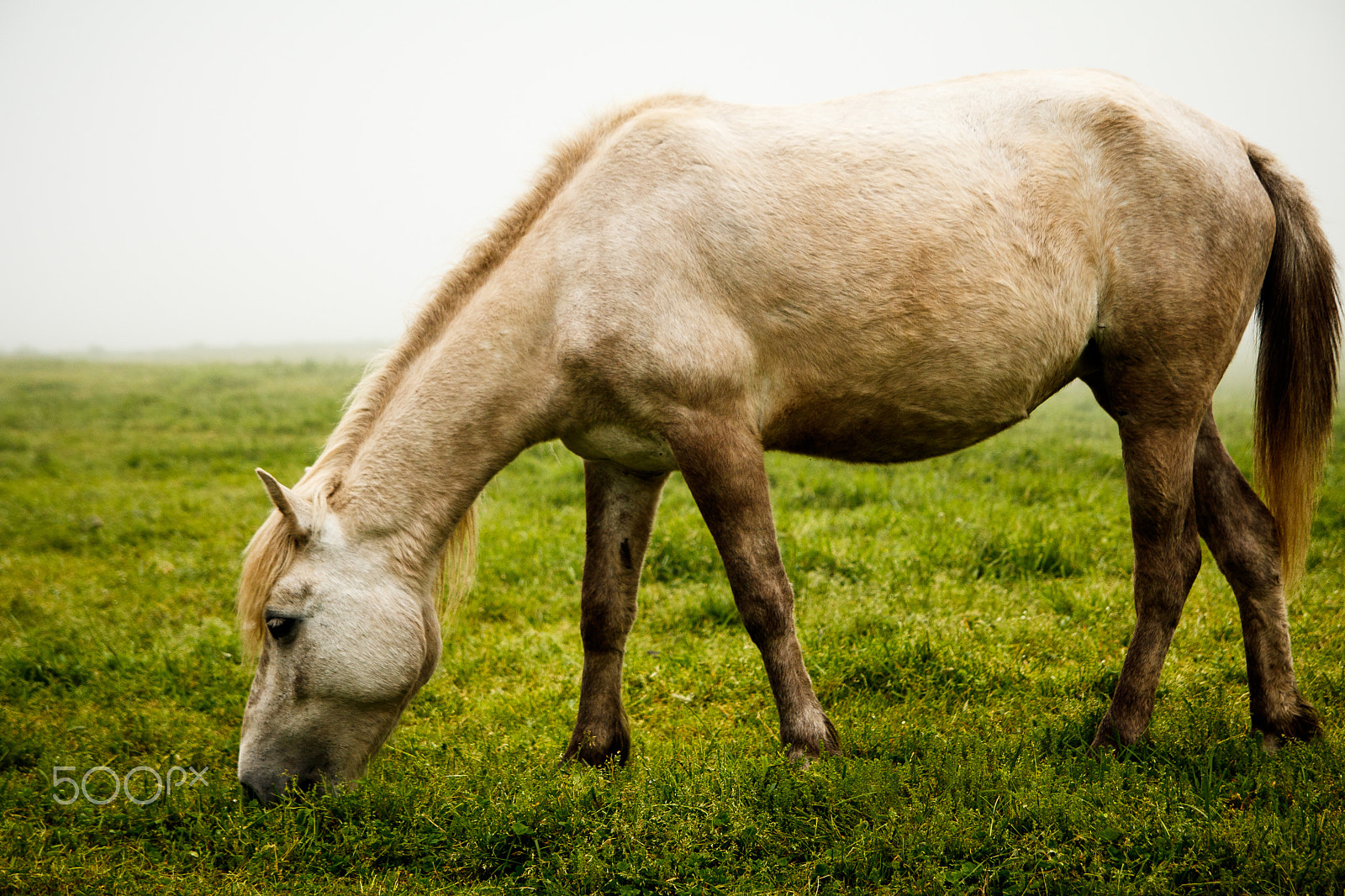 Tamron SP AF 17-50mm F2.8 XR Di II LD Aspherical (IF) sample photo. White horse photography
