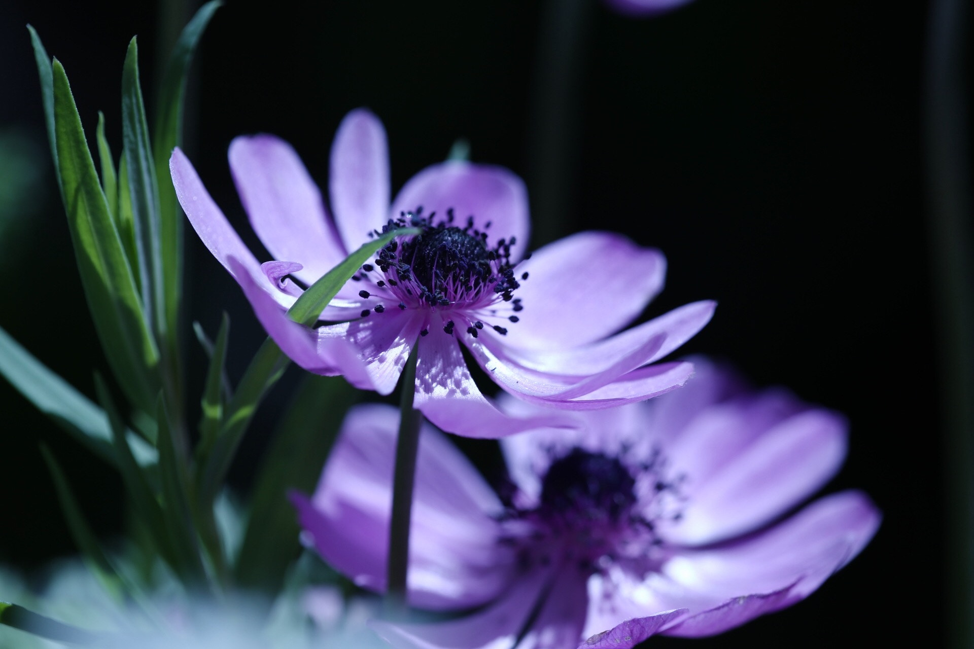 Canon EF 180mm F3.5L Macro USM sample photo. Anemone photography