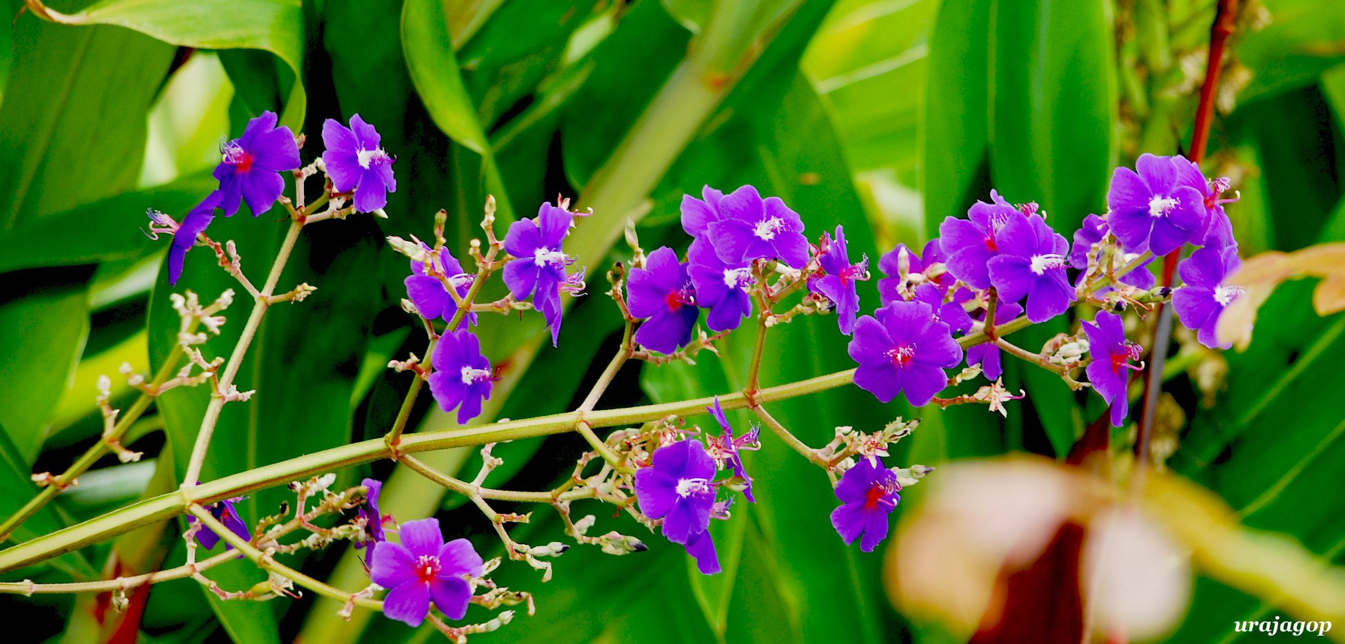 Nikon D80 sample photo. Vivid purple... photography