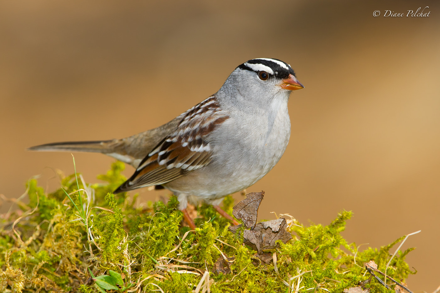 Canon EF 300mm F2.8L IS II USM sample photo. White-crowned sparrow photography