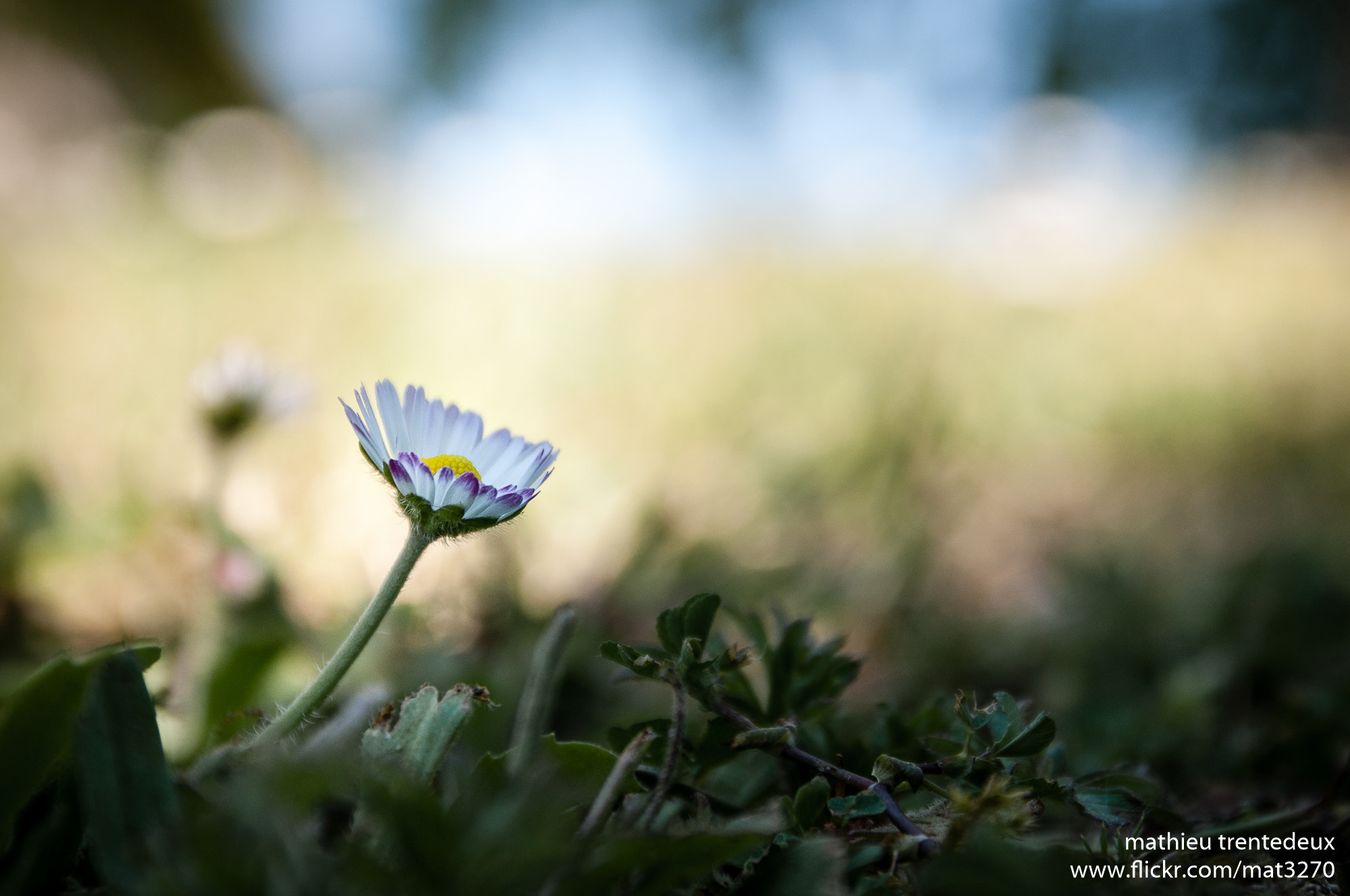 Nikon D90 + Sigma 17-70mm F2.8-4 DC Macro OS HSM | C sample photo. Paquerette photography