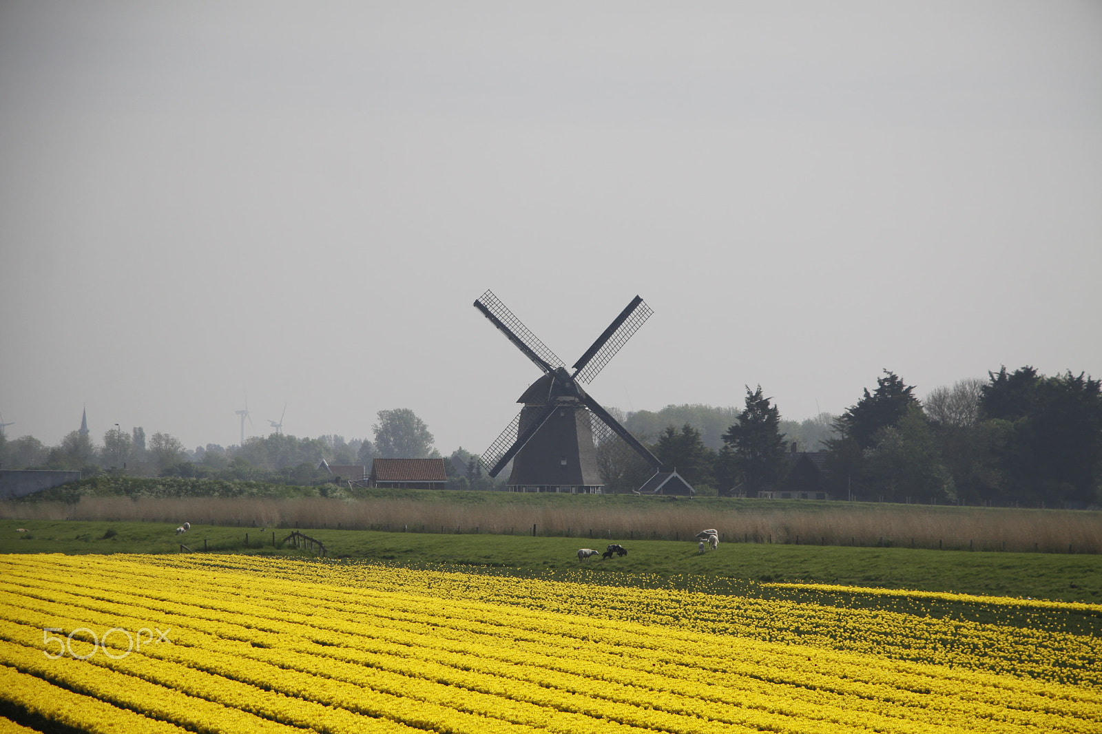 Canon EOS 50D + Canon EF-S 18-135mm F3.5-5.6 IS STM sample photo. Tulipfield with windmill photography