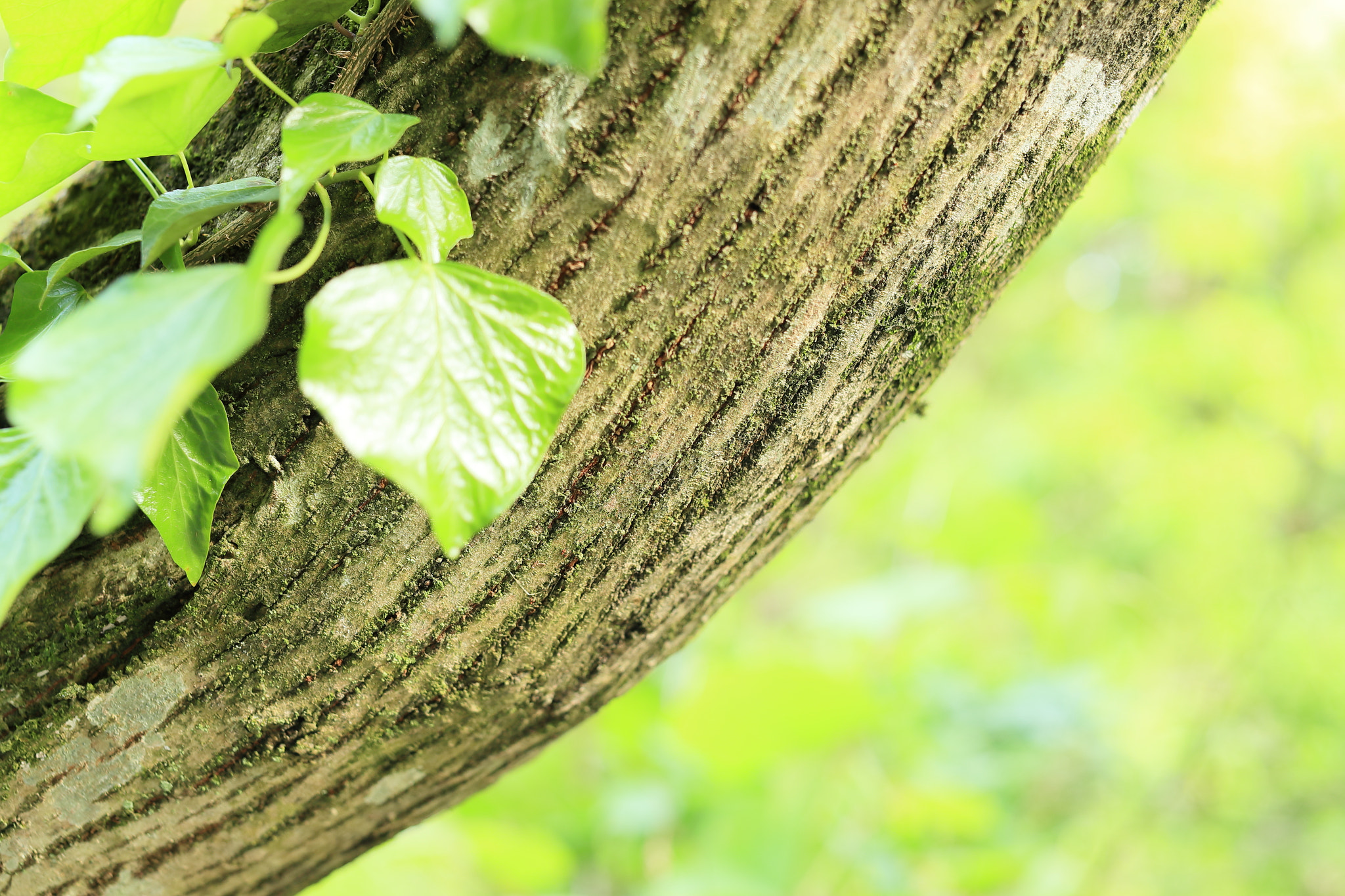 Canon EF 50mm F1.2L USM sample photo. Tree photography
