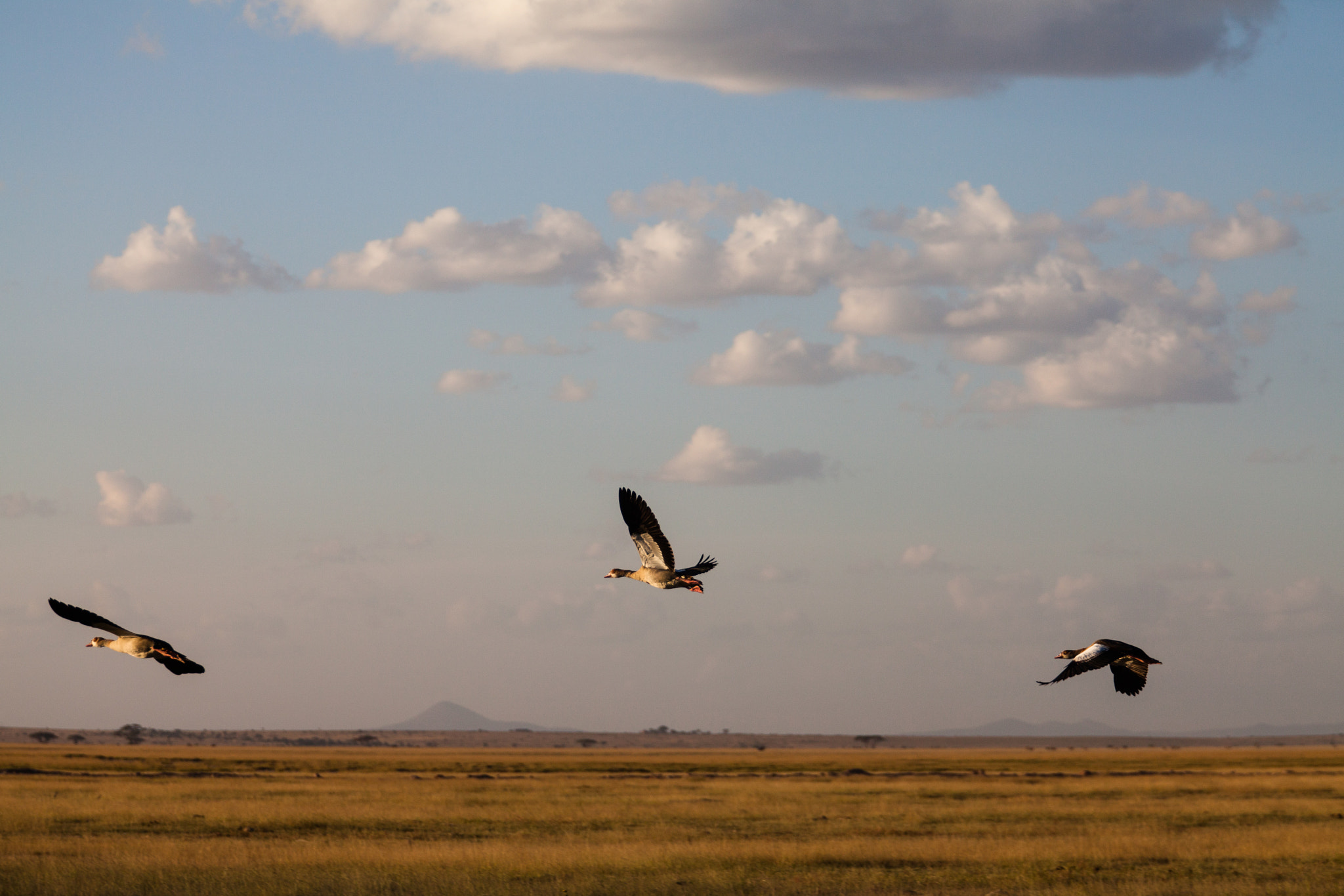 Canon EF 70-200mm F4L USM sample photo. Fly photography