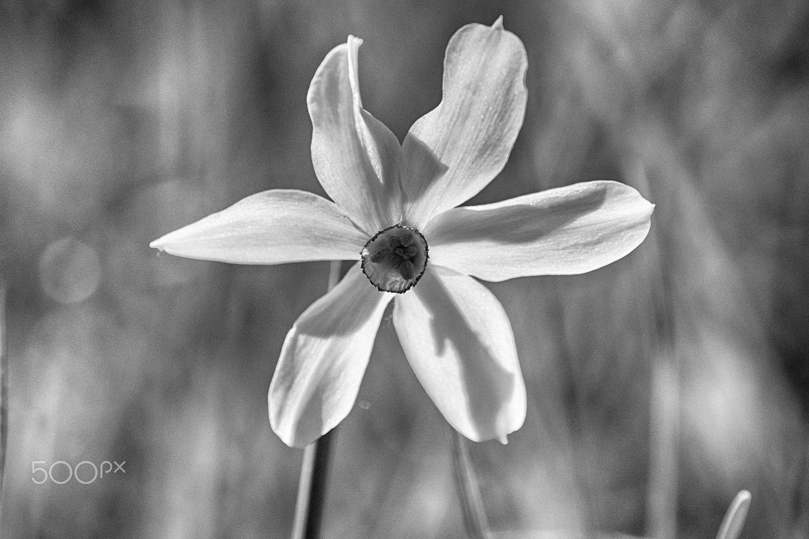 AF Zoom-Nikkor 24-50mm f/3.3-4.5D sample photo. نرگس nargis photography