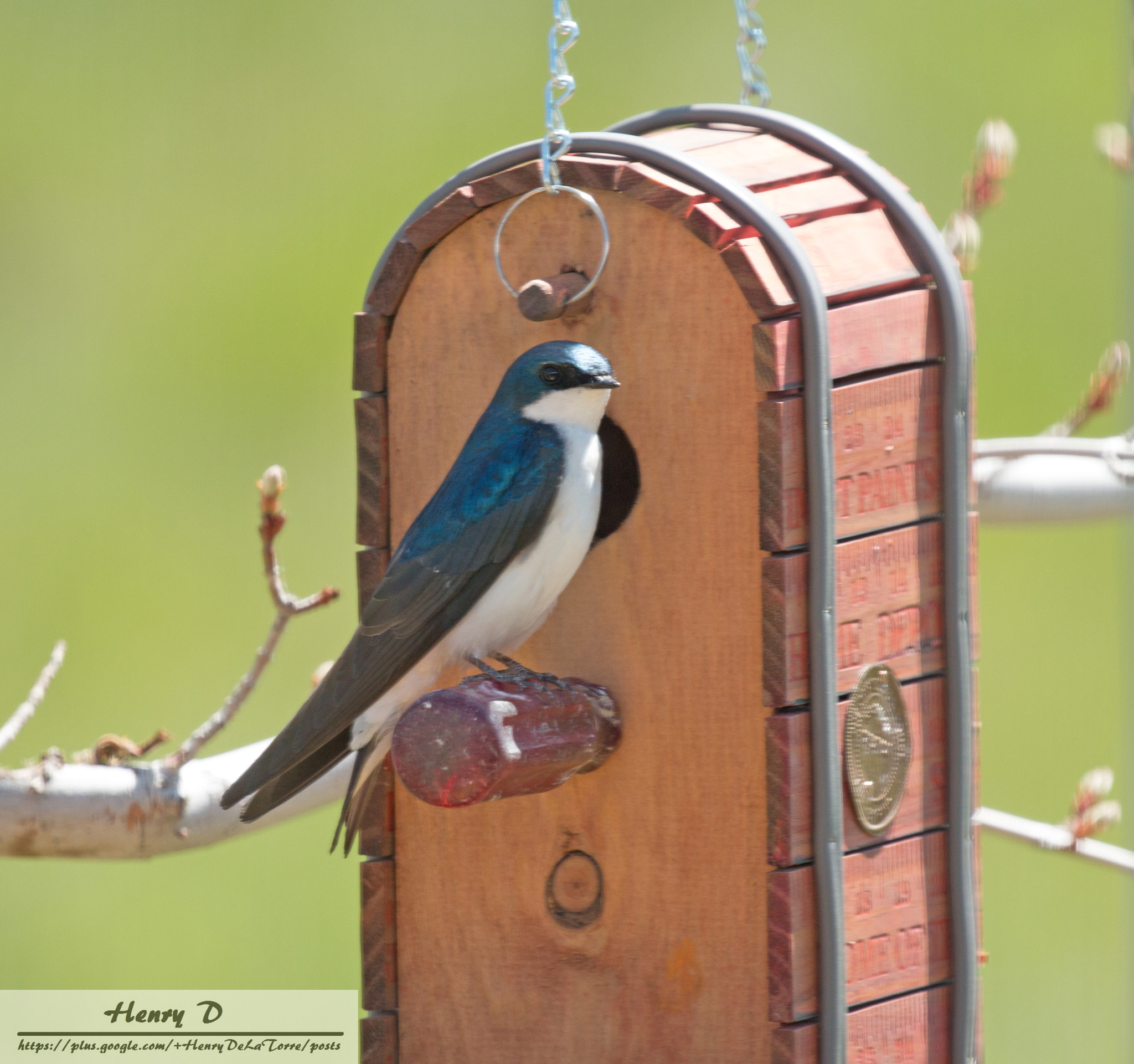 Canon EOS 70D + Canon EF 100-400mm F4.5-5.6L IS II USM sample photo. Tree swallow photography