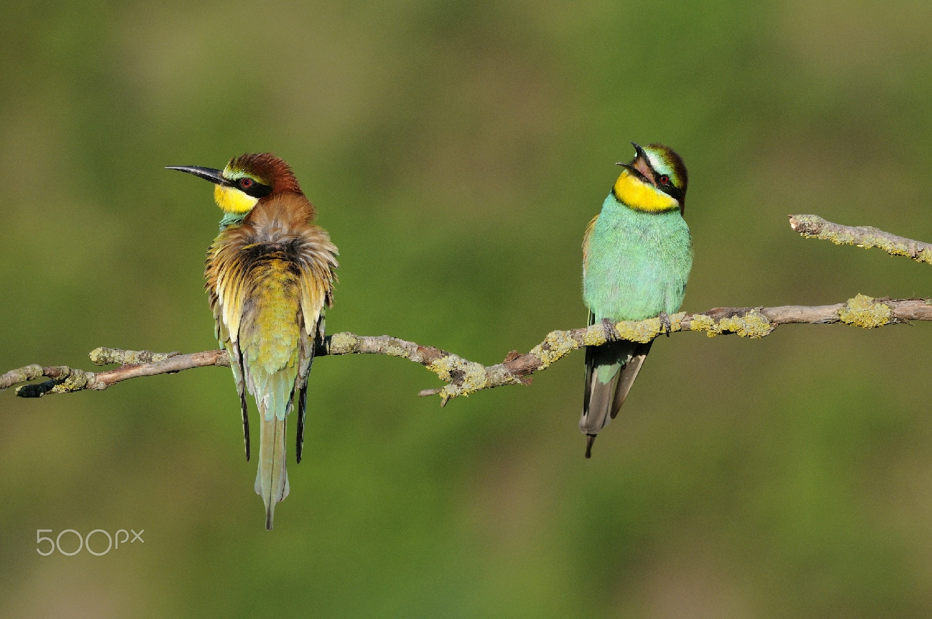 Nikon AF-S Nikkor 200-400mm F4G ED-IF VR sample photo. Duo de couleurs... photography