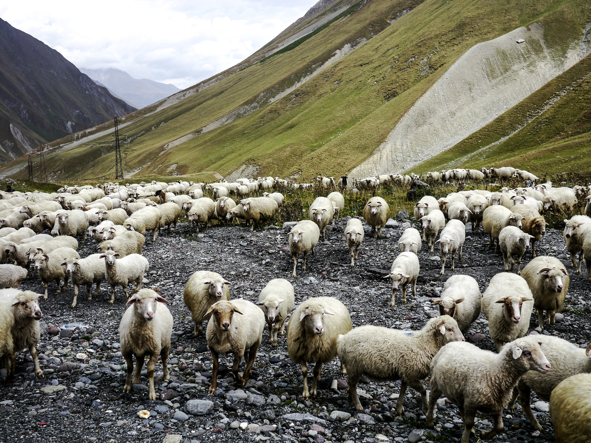 Panasonic Lumix DMC-G5 + Panasonic Lumix G 20mm F1.7 ASPH sample photo. Sheep on road photography