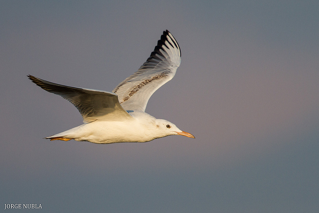 Canon EF 500mm F4L IS II USM sample photo. Gaviota picofina (larus genei). photography