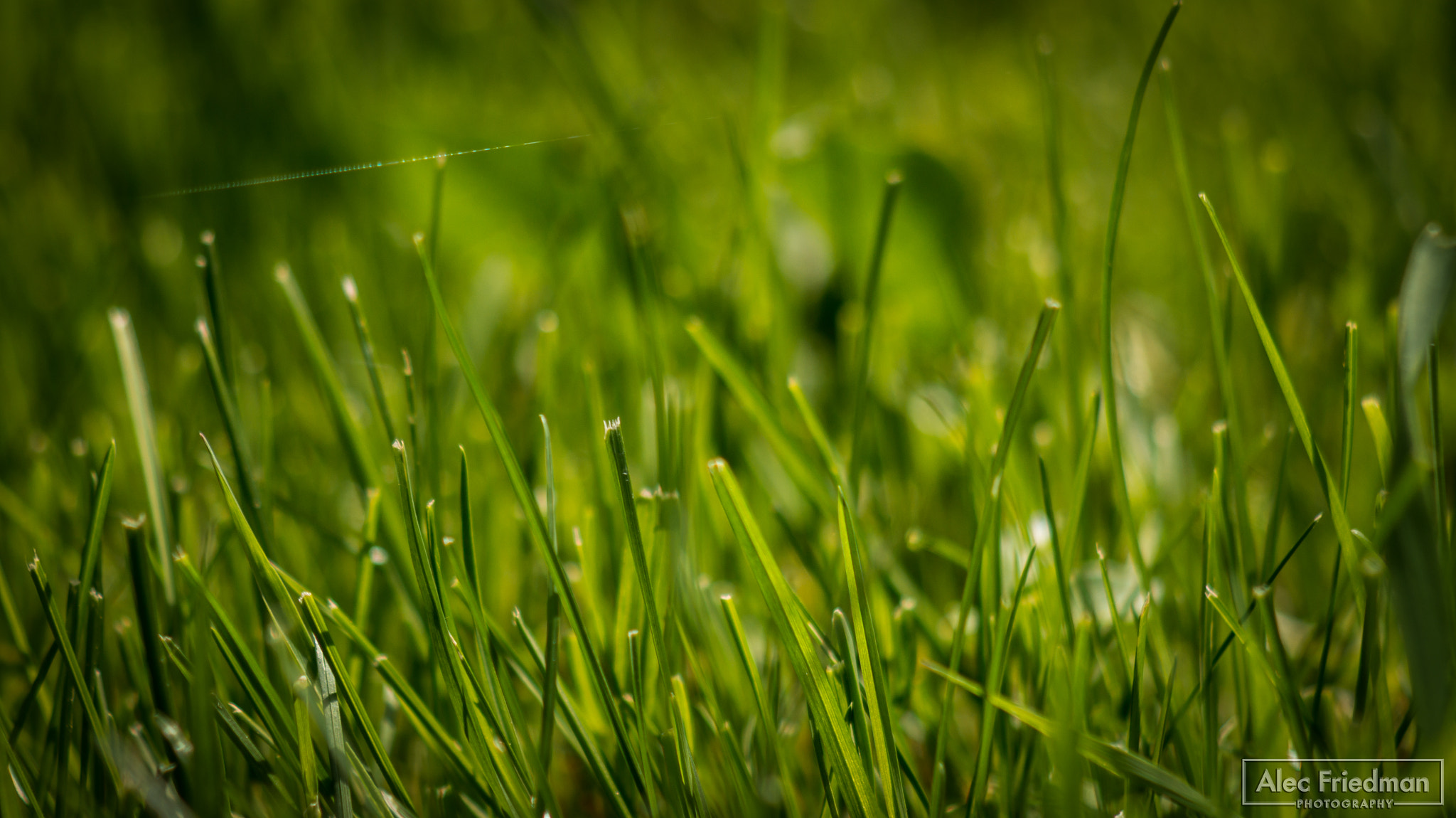 Minolta AF 100-300mm F4.5-5.6 sample photo. Grass photography