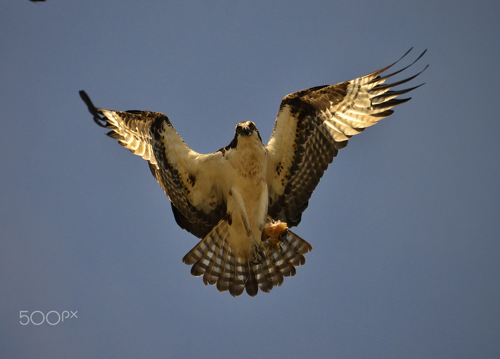 Nikon D7000 + AF Zoom-Nikkor 35-70mm f/2.8 sample photo. Osprey photography