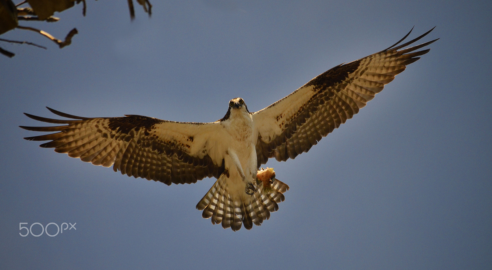 Nikon D7000 + AF Micro-Nikkor 105mm f/2.8 sample photo. Osprey photography