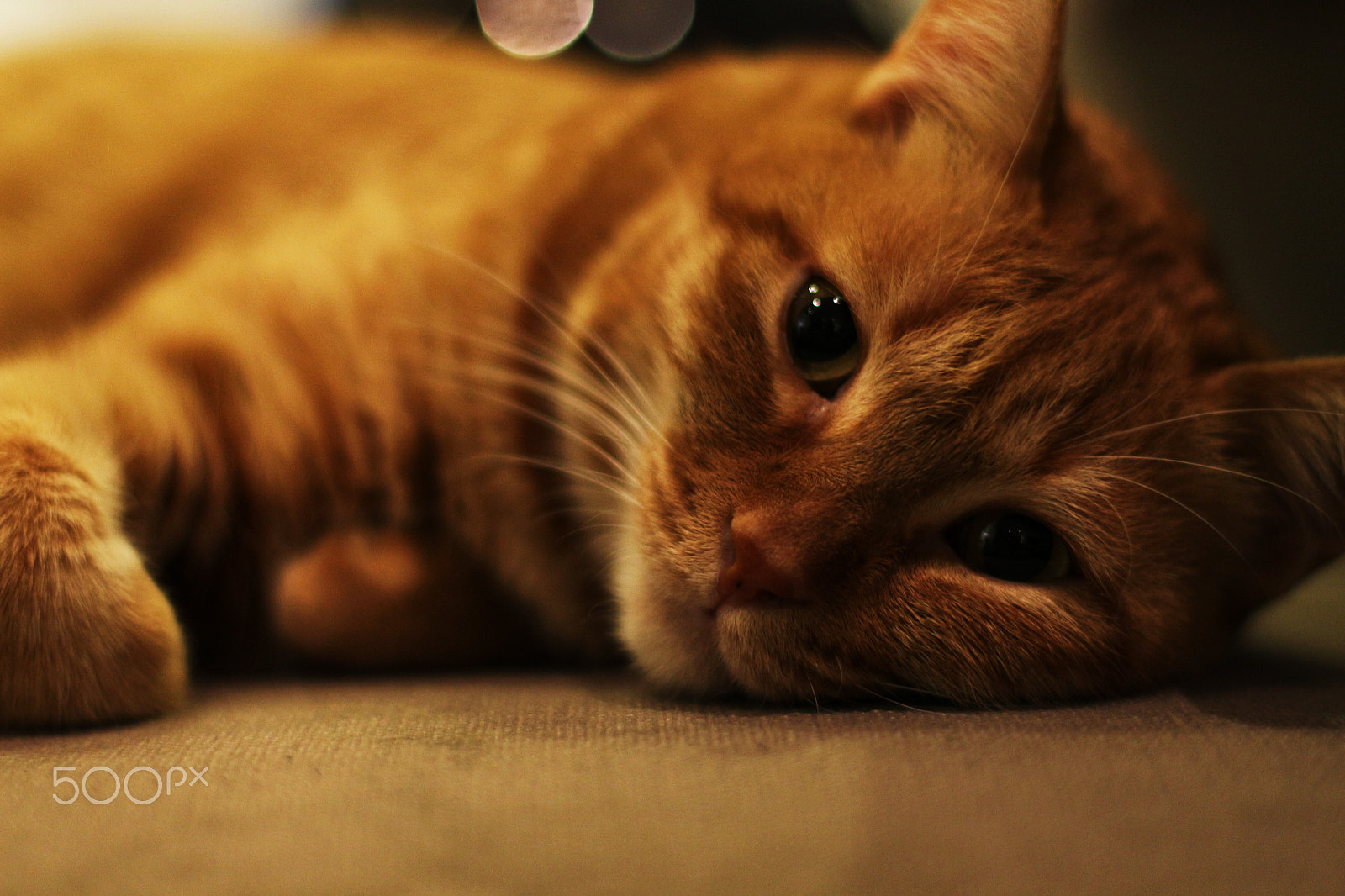 Canon EOS 700D (EOS Rebel T5i / EOS Kiss X7i) + Canon EF 50mm F1.4 USM sample photo. Staring photography
