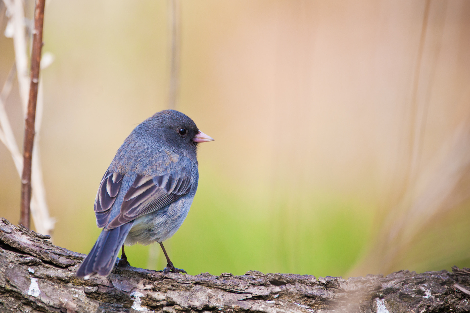Sigma 150-600mm F5-6.3 DG OS HSM | C sample photo. Dark-eyed junco photography