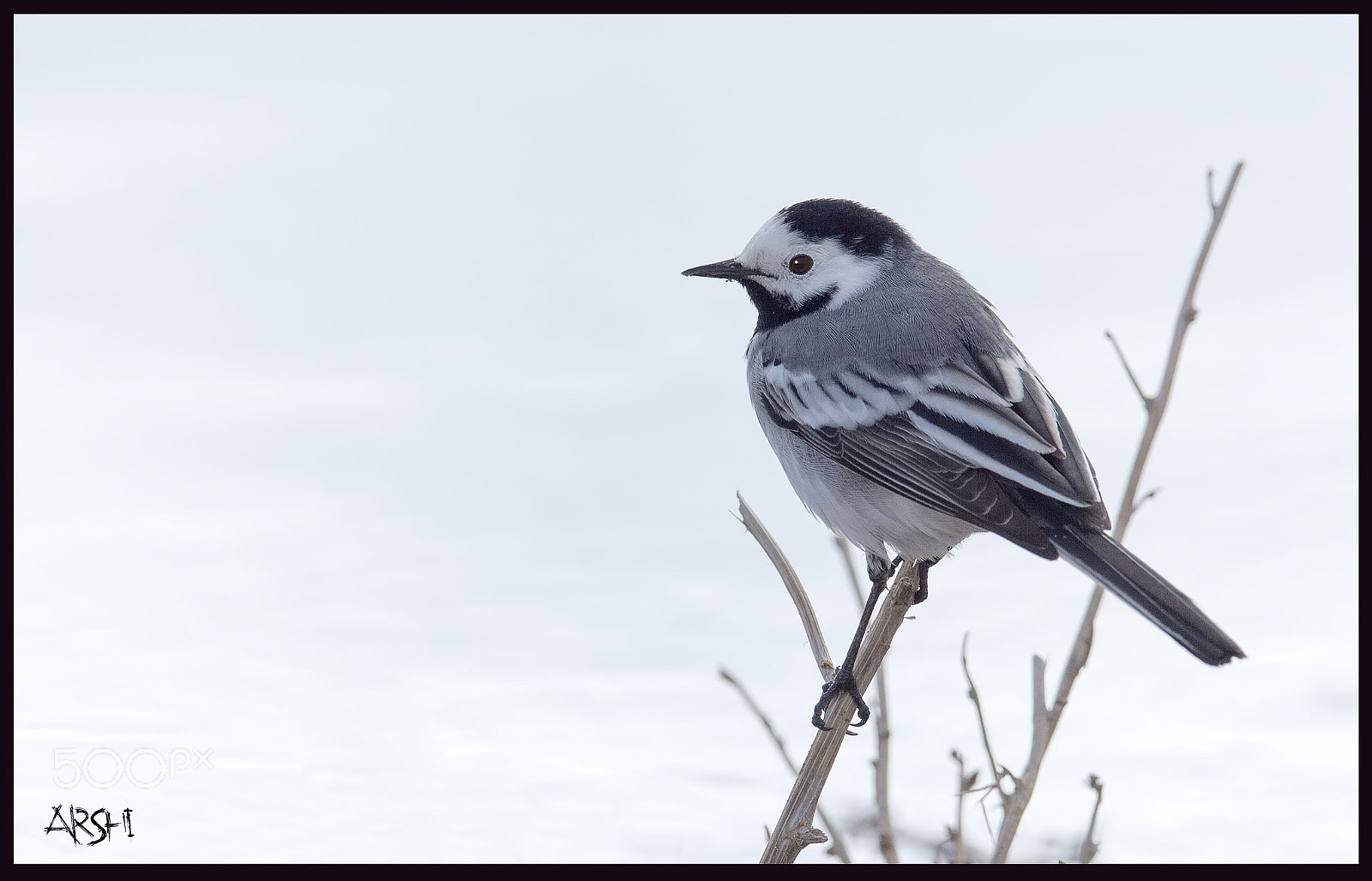 Nikon D4S sample photo. White wagtail (national bird of latvia) photography
