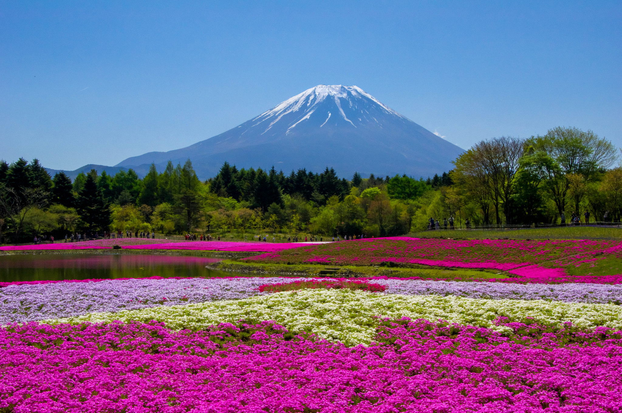 Pentax K-3 + Tamron AF 28-75mm F2.8 XR Di LD Aspherical (IF) sample photo. Mt.fuji & moss phlox photography