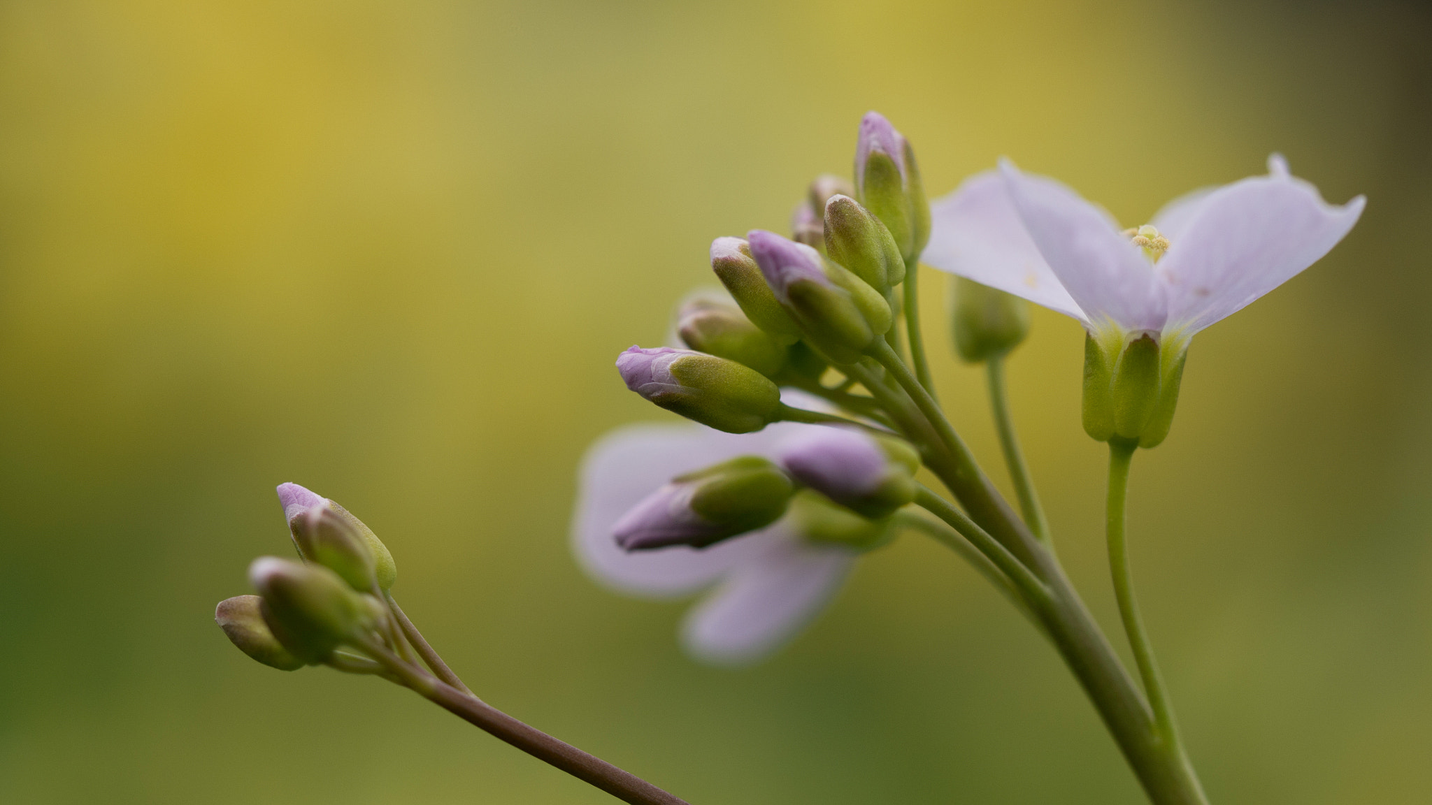 Olympus M.Zuiko Digital ED 60mm F2.8 Macro sample photo. Good mood photography