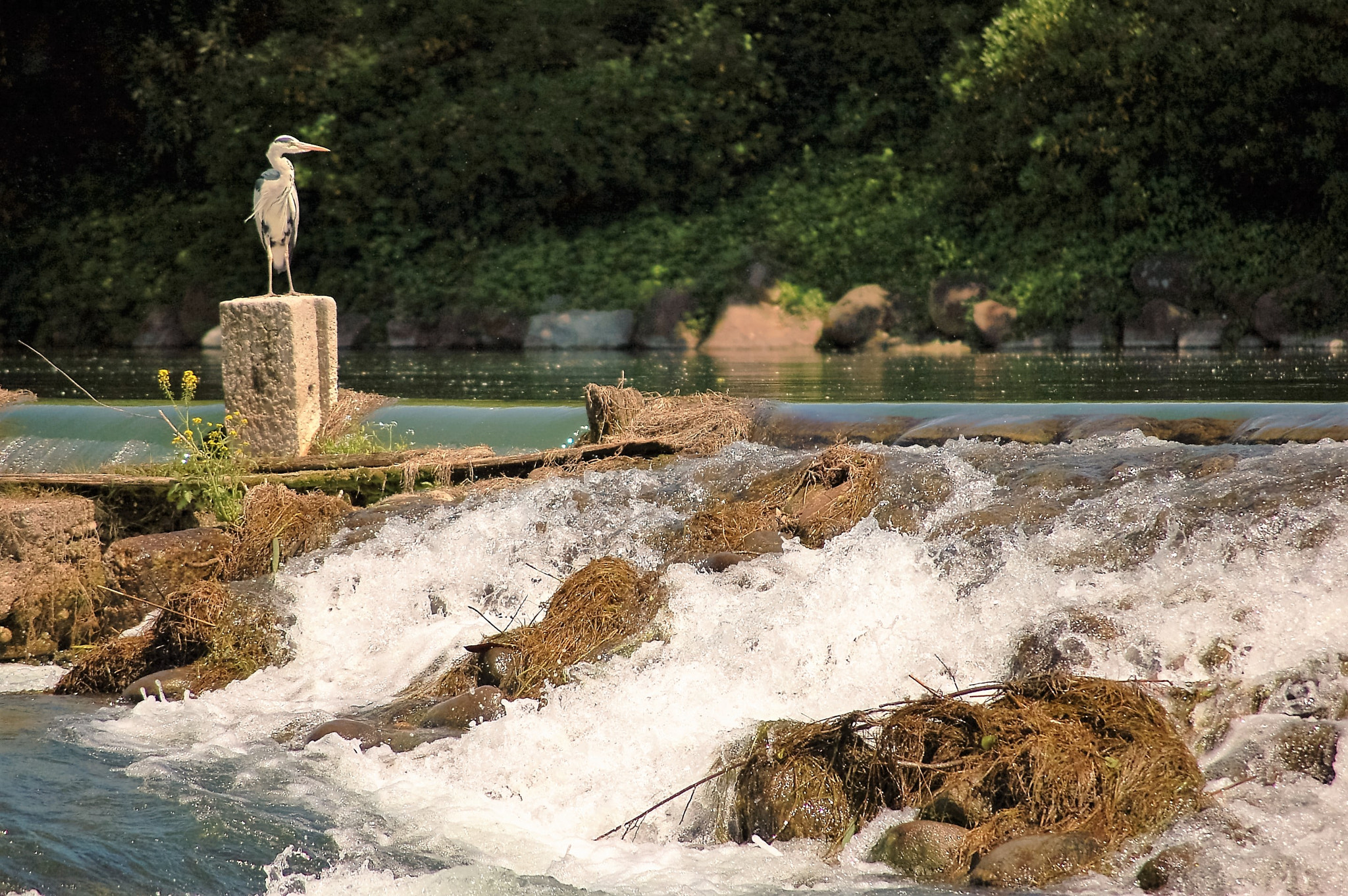 Nikon D50 sample photo. () photography