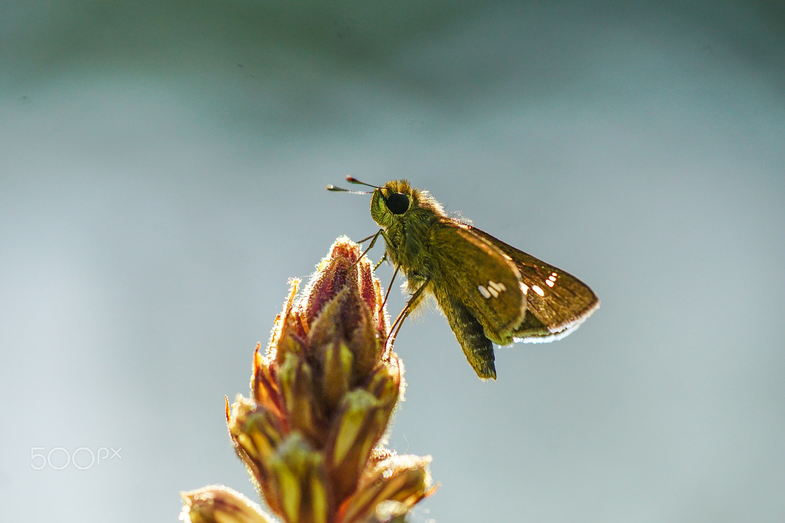 Sony ILCA-77M2 + Minolta AF 100mm F2.8 Macro [New] sample photo. Skipper photography