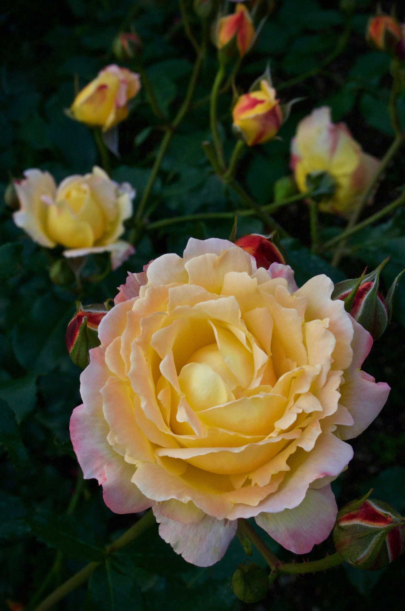Nikon 1 J2 sample photo. Nakanoshima roses photography