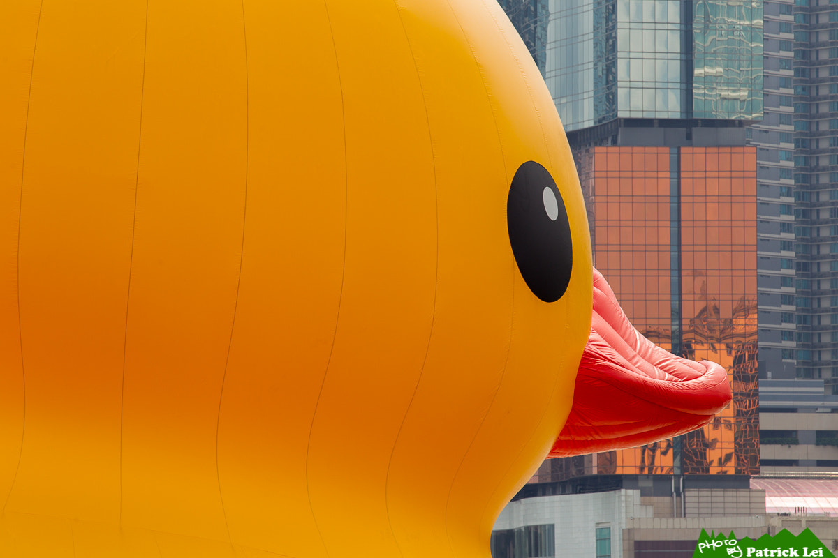 Canon EOS-1D Mark IV sample photo. Rubber duck photography