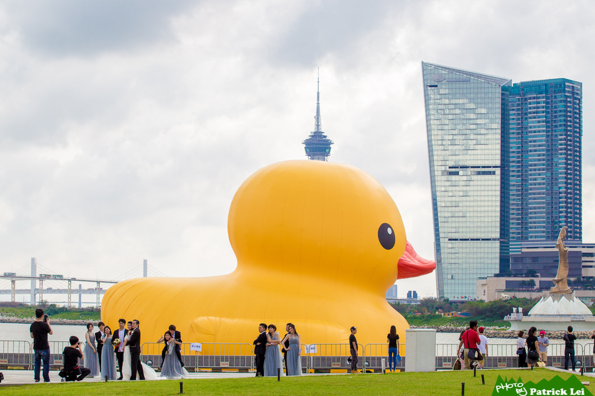 Canon EOS-1D Mark IV sample photo. Rubber duck photography