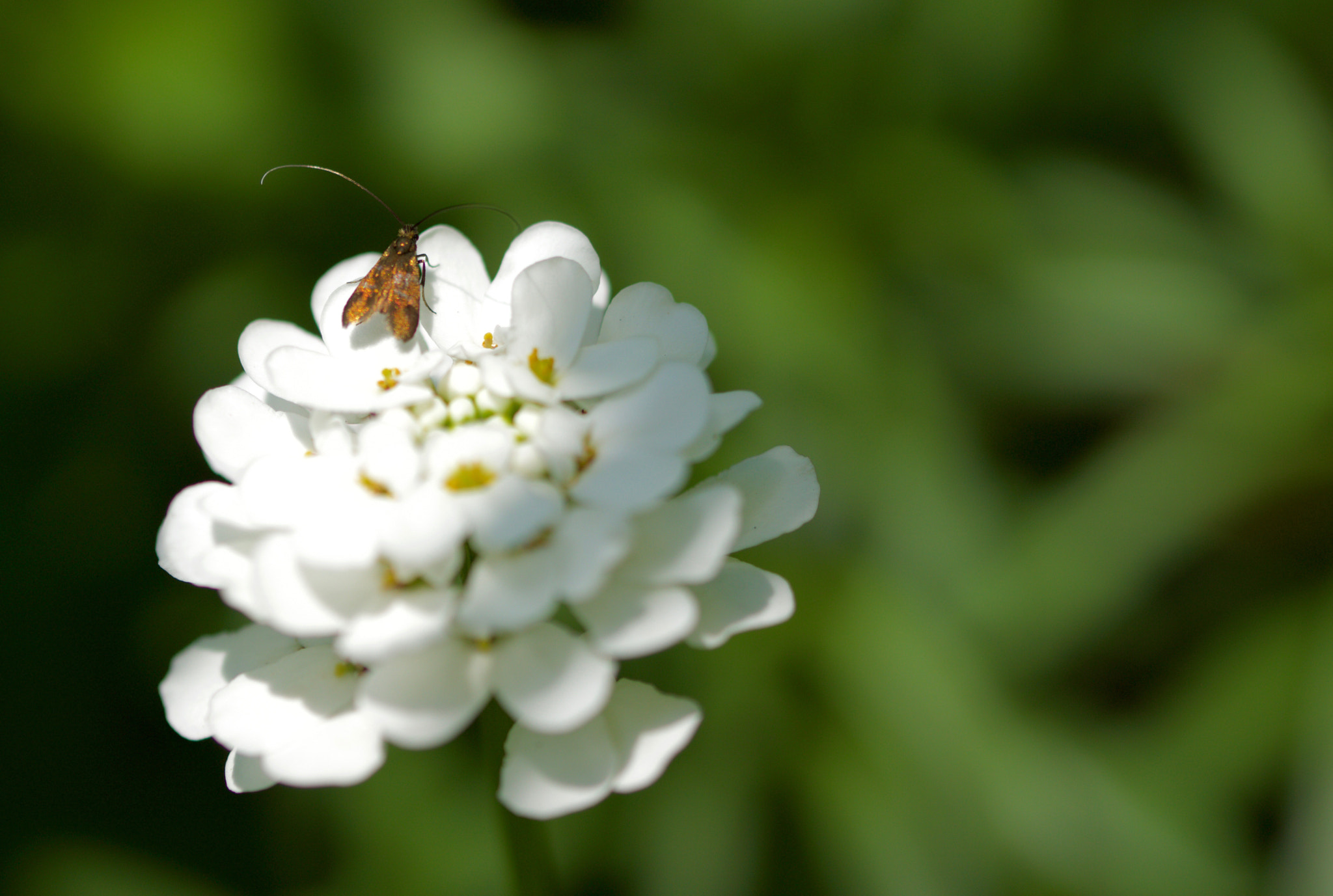 Sony SLT-A77 + 90mm F2.8 Macro SSM sample photo. Sunbath photography