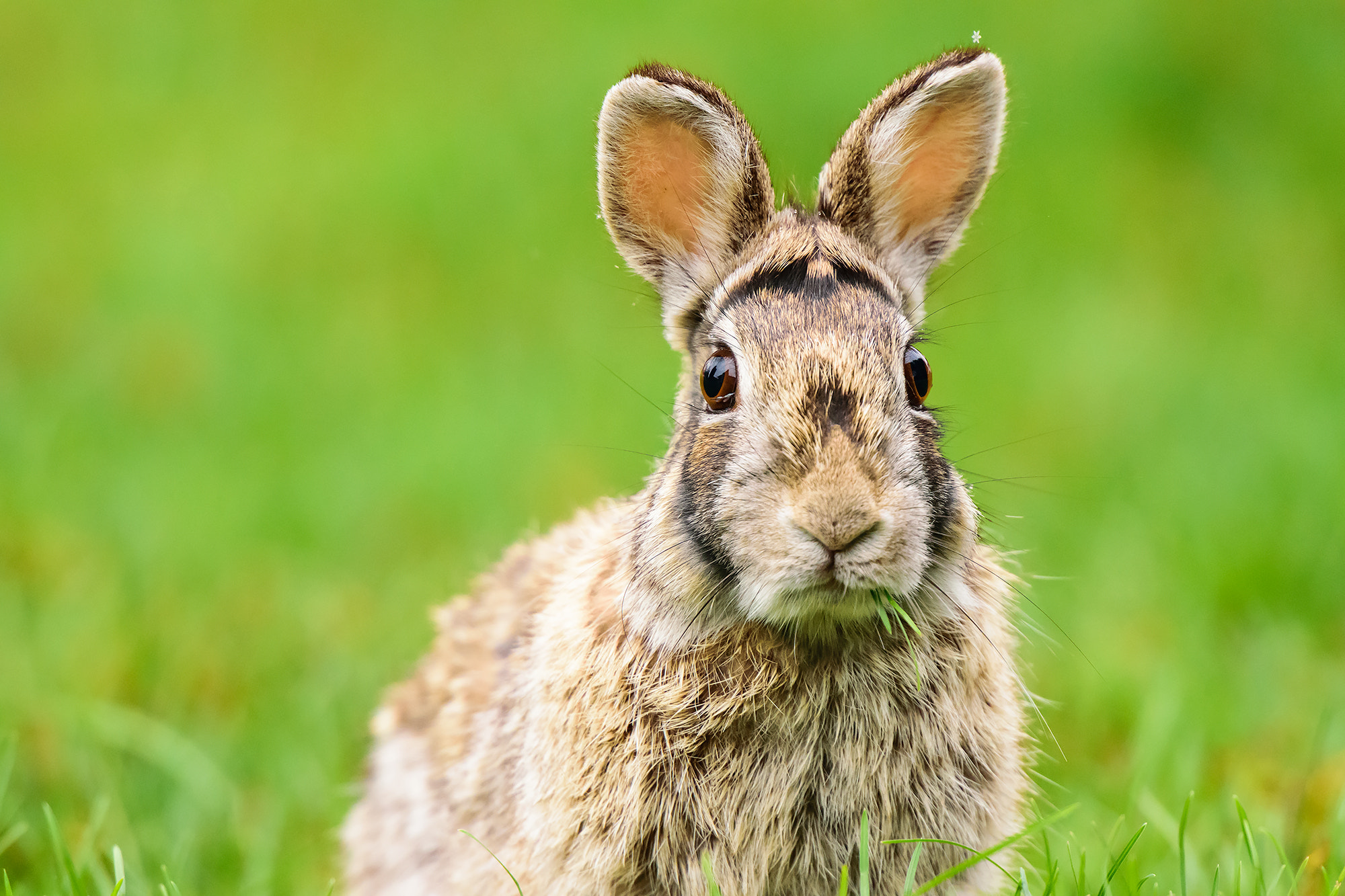 Nikon AF-S Nikkor 70-200mm F2.8G ED VR II sample photo. Cottontail rabbit photography
