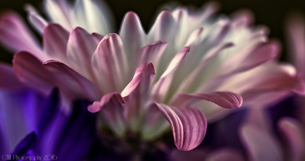 Canon EF 100mm F2.8 Macro USM sample photo. More spring flowers photography