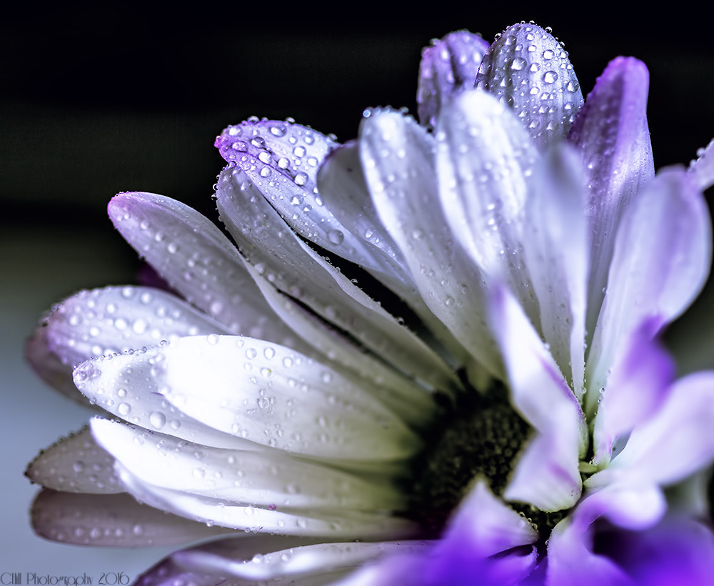 Canon EF 100mm F2.8 Macro USM sample photo. More spring flowers photography