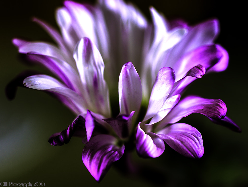 Canon EF 100mm F2.8 Macro USM sample photo. More spring flowers photography