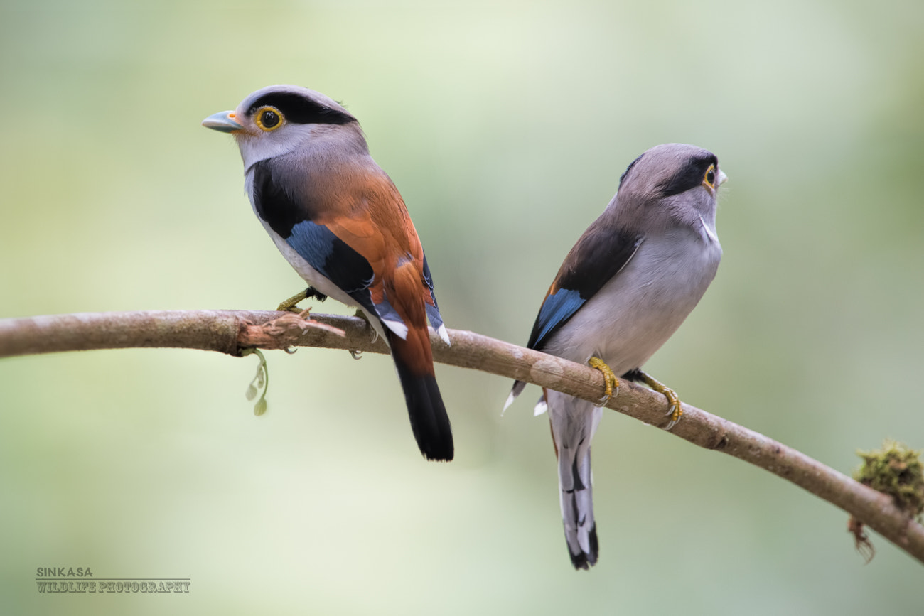 Nikon D5 + Nikon AF-S Nikkor 400mm F2.8G ED VR II sample photo. Silver breasted broadbill photography