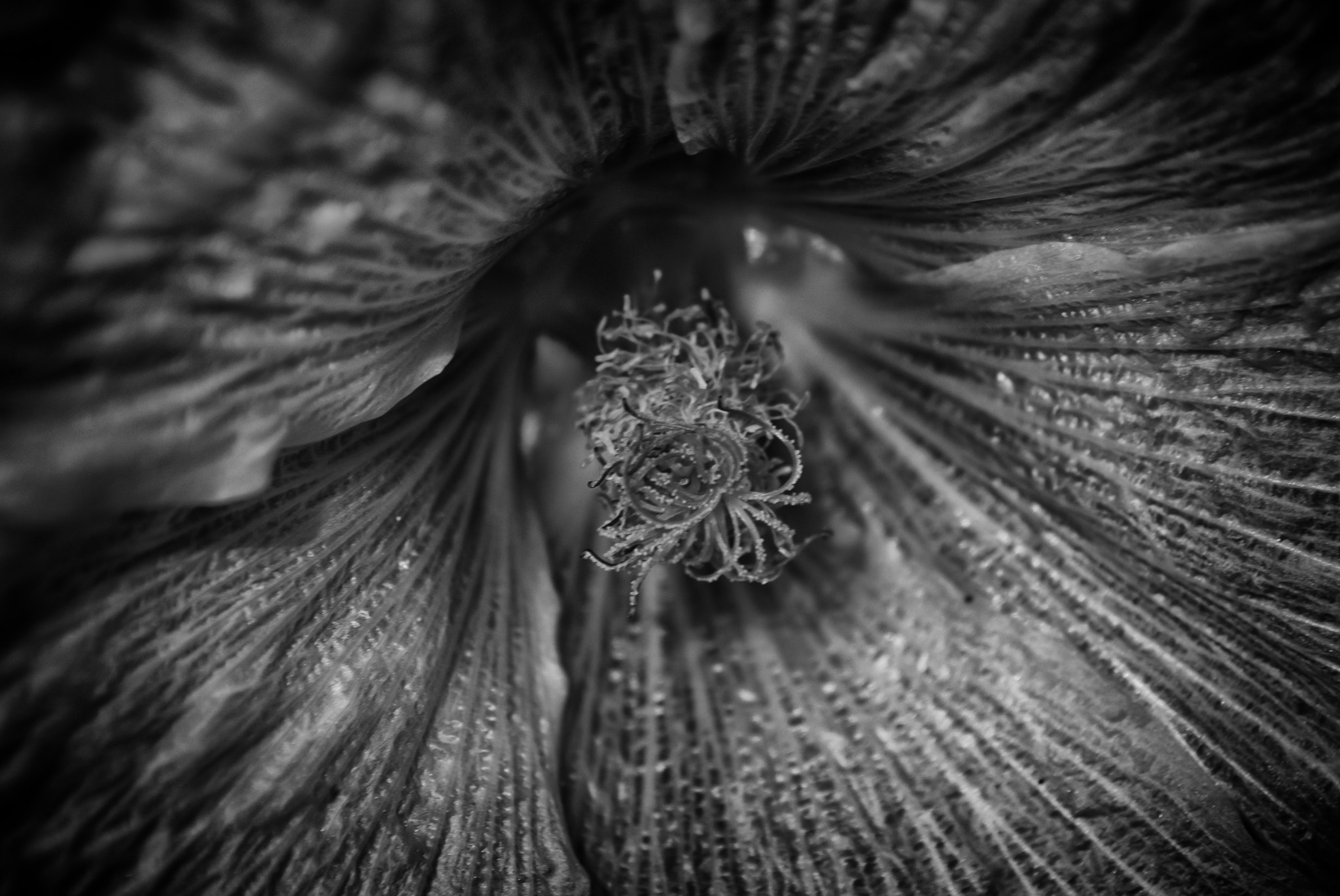 Tamron AF 70-300mm F4-5.6 Di LD Macro sample photo. Flower photography