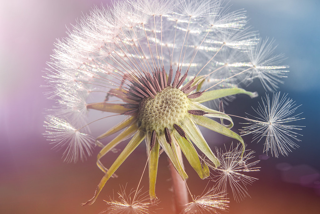 A Date with a Dandelion by The Photo Fiend on 500px.com