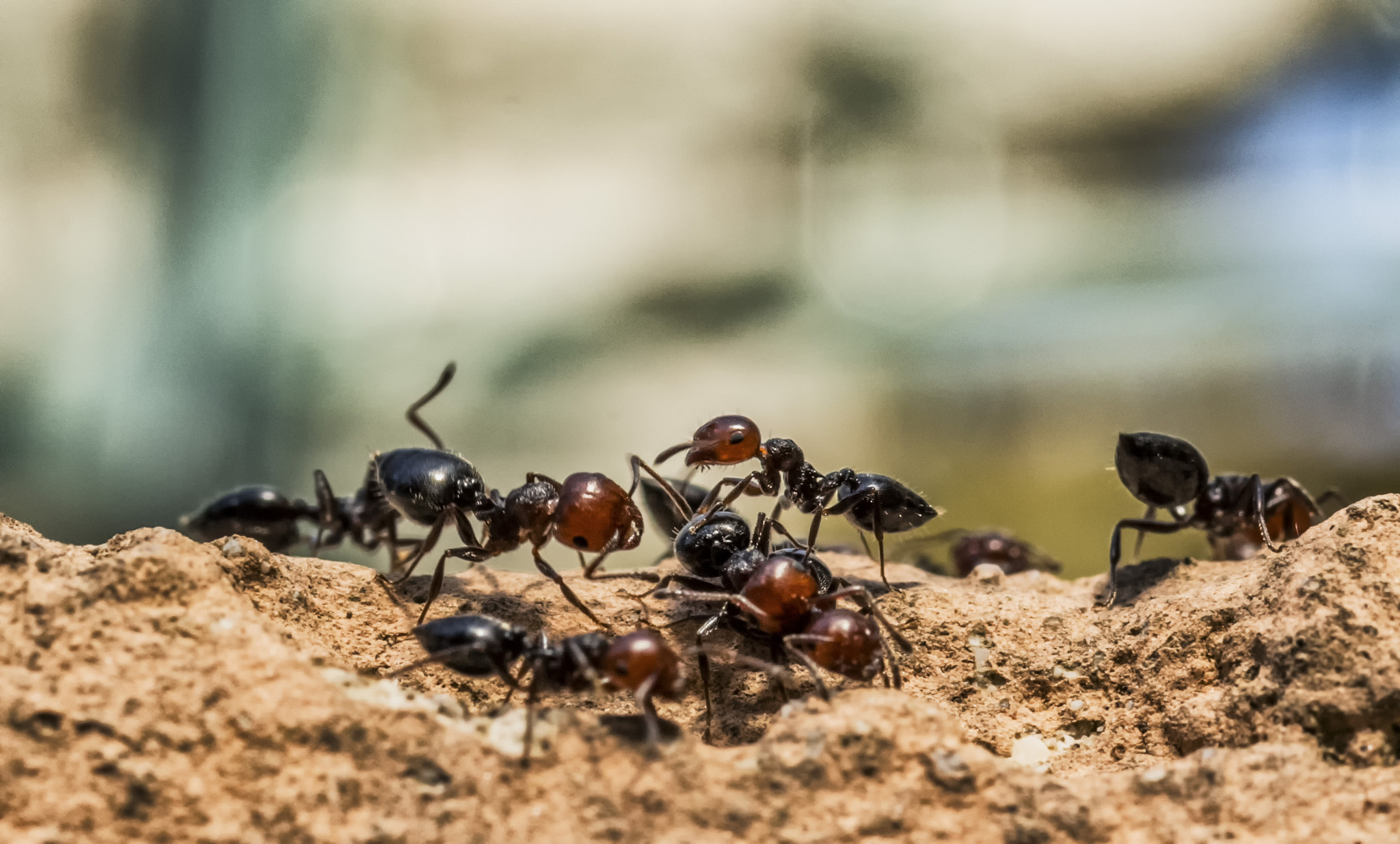 Sigma 105mm F2.8 EX DG OS HSM sample photo. Ants photography