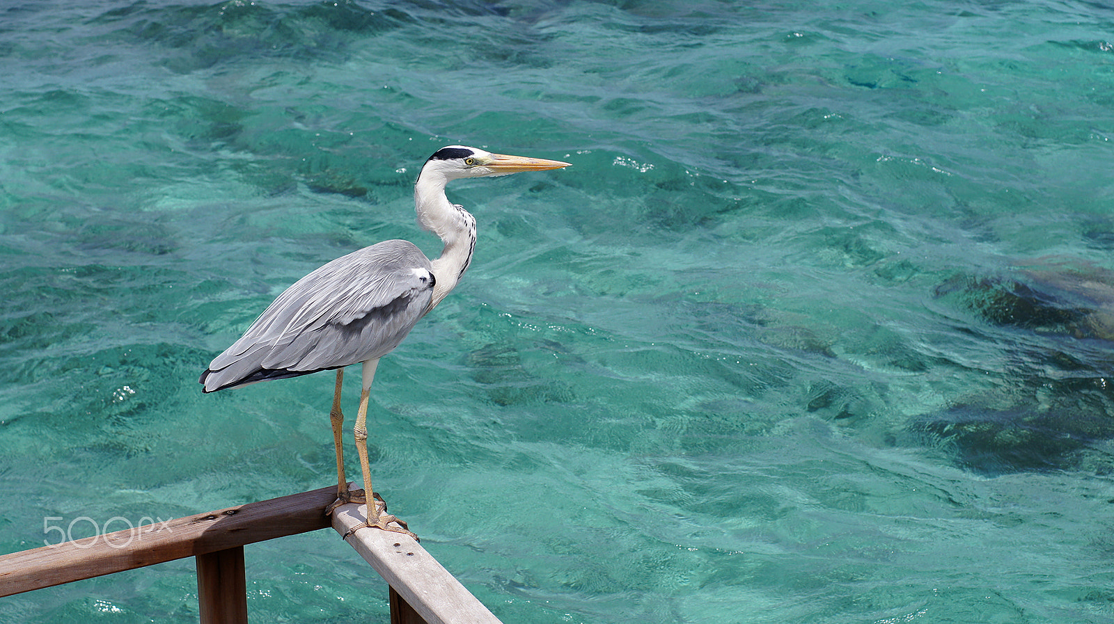 Sony SLT-A55 (SLT-A55V) sample photo. Maldives photography