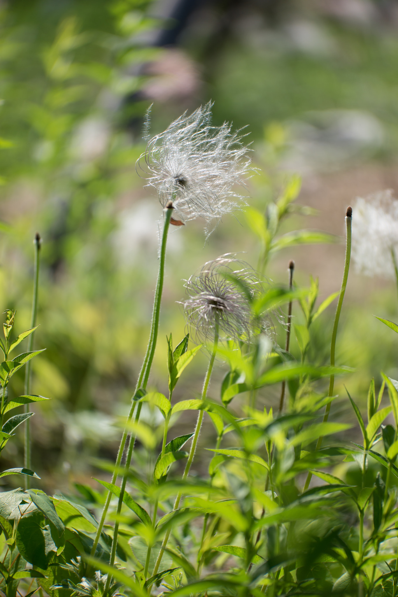 NX 50-150mm F2.8 S sample photo. Oscillate in the wind photography