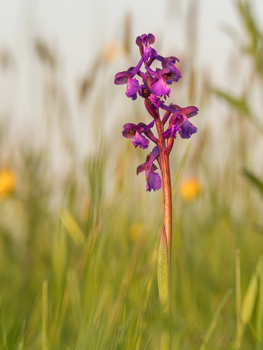 Panasonic Lumix G X Vario 35-100mm F2.8 OIS sample photo. Lone orchid photography