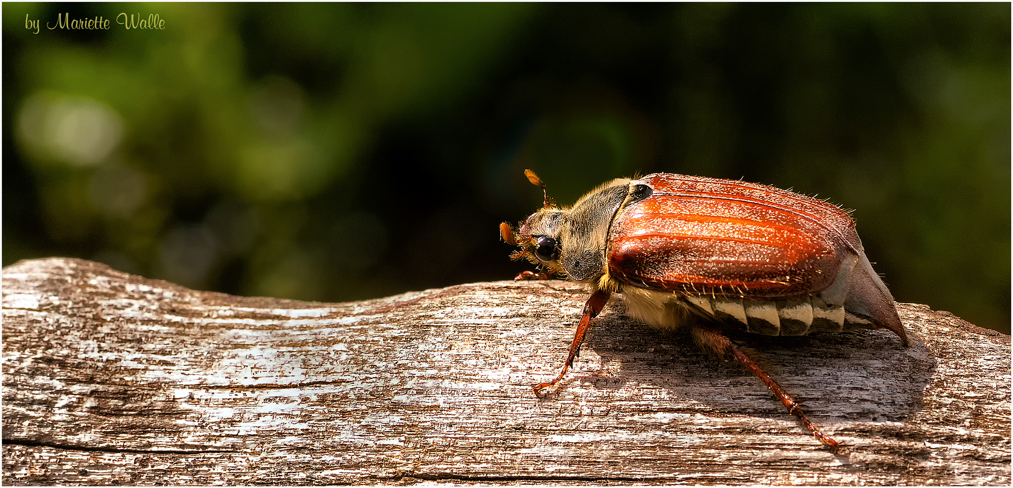 Canon EOS 6D + Sigma 70mm F2.8 EX DG Macro sample photo. A beetle is crawling in spring photography