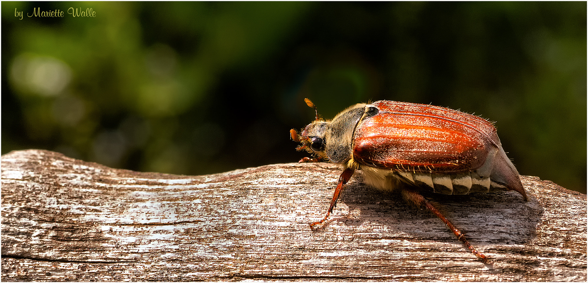 Sigma 70mm F2.8 EX DG Macro sample photo. A beetle is crawling in spring photography
