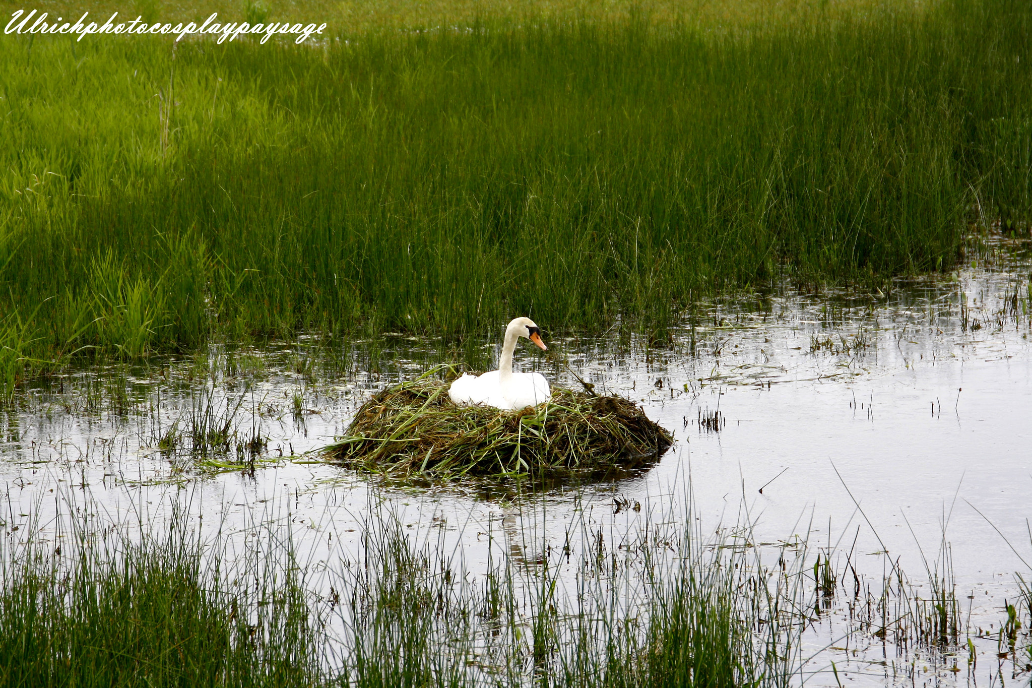 Canon EF 24-105mm F3.5-5.6 IS STM sample photo. Cygne photography