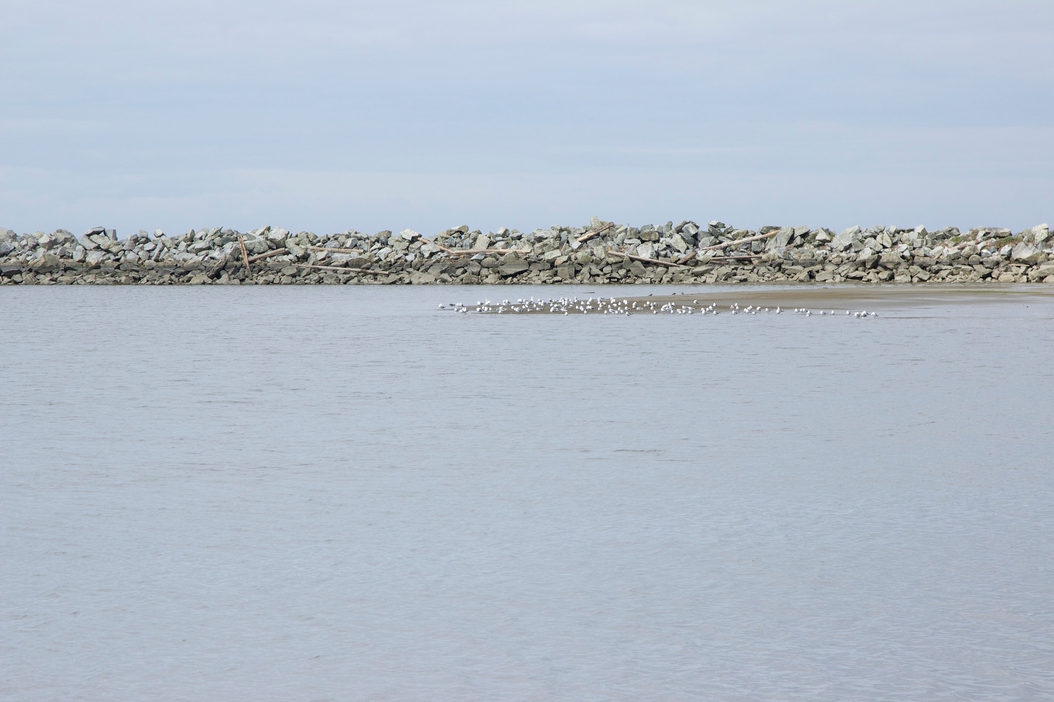 Canon EOS 600D (Rebel EOS T3i / EOS Kiss X5) sample photo. Seagull seawall photography