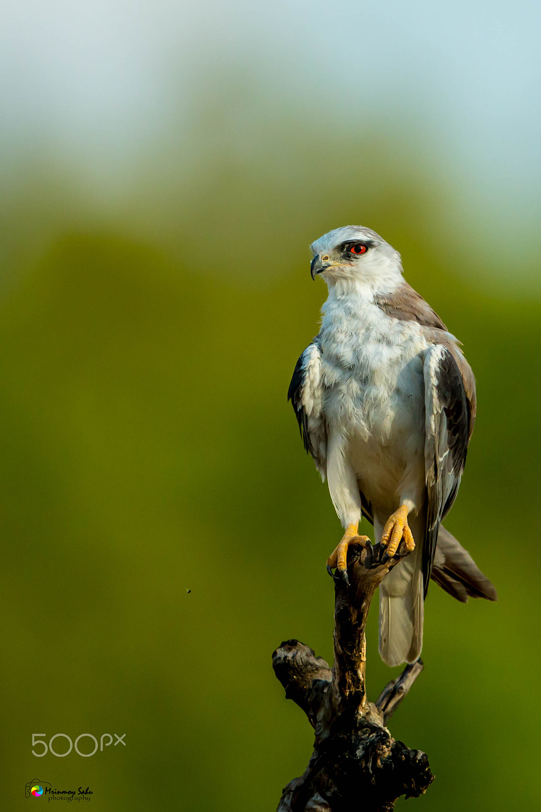 Canon EF 500mm F4L IS II USM sample photo. Black-shouldered kite photography