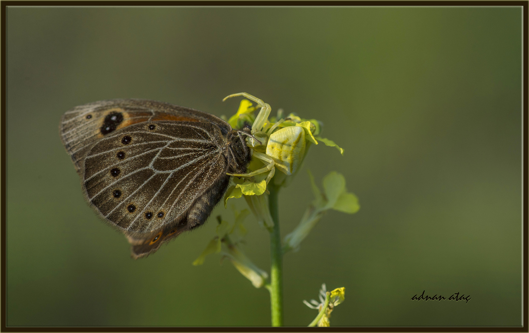 Nikon D4 sample photo. Uygur güzelesmeri - proterebia afra - steppe ringlet ve yengeç örümceği (thomisidae fam.) photography