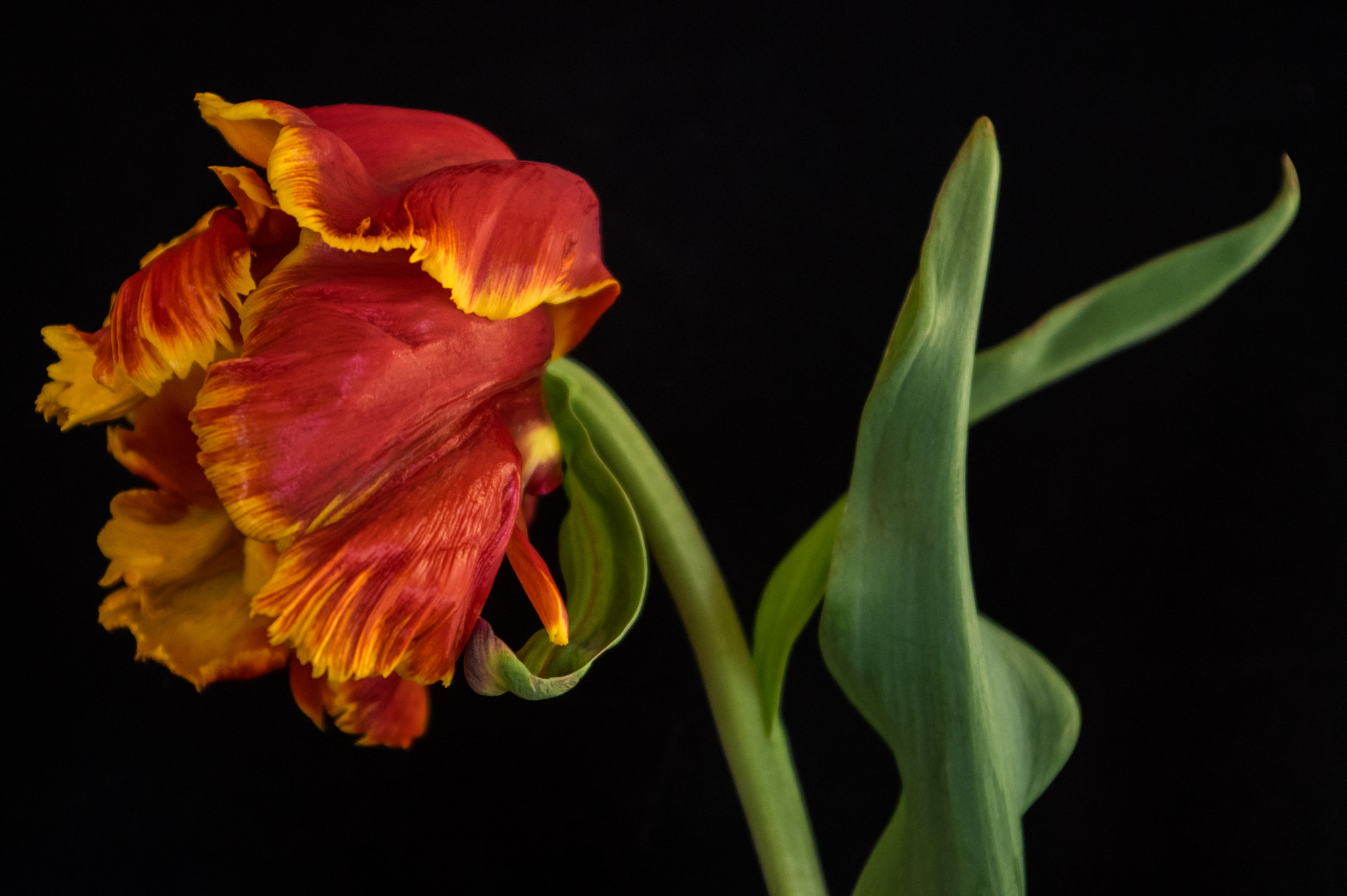 Pentax smc DA 18-55mm F3.5-5.6 AL sample photo. Tulip  photography