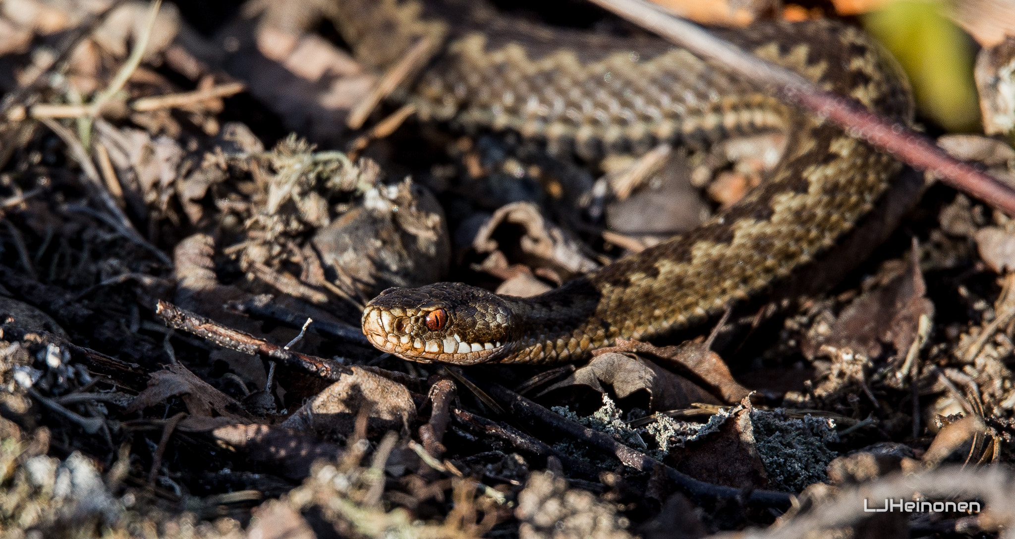 Sigma 150-600mm F5-6.3 DG OS HSM | C sample photo. Deadly viper photography