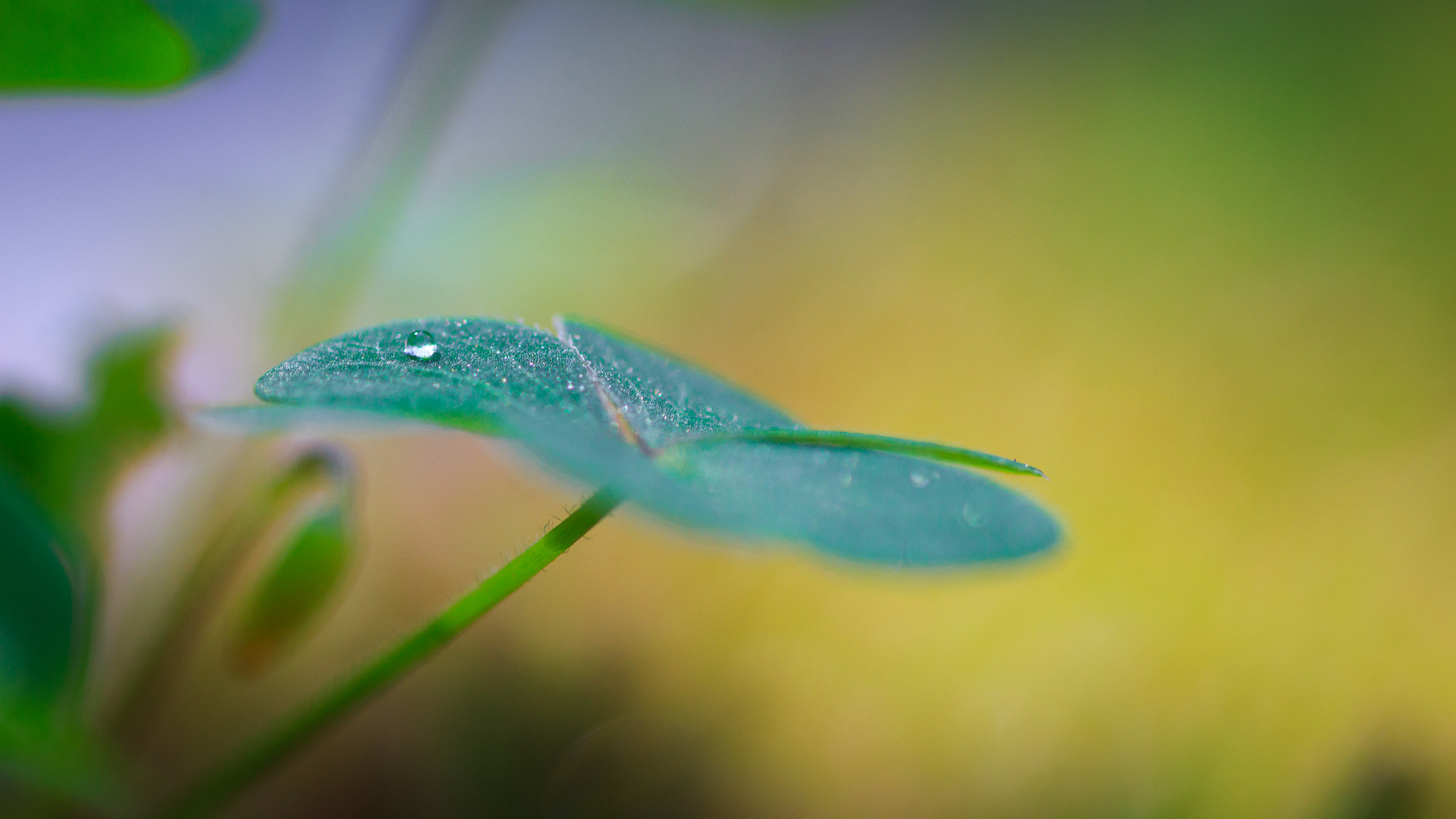 Canon EOS 700D (EOS Rebel T5i / EOS Kiss X7i) + Tamron SP AF 90mm F2.8 Di Macro sample photo. Clover photography