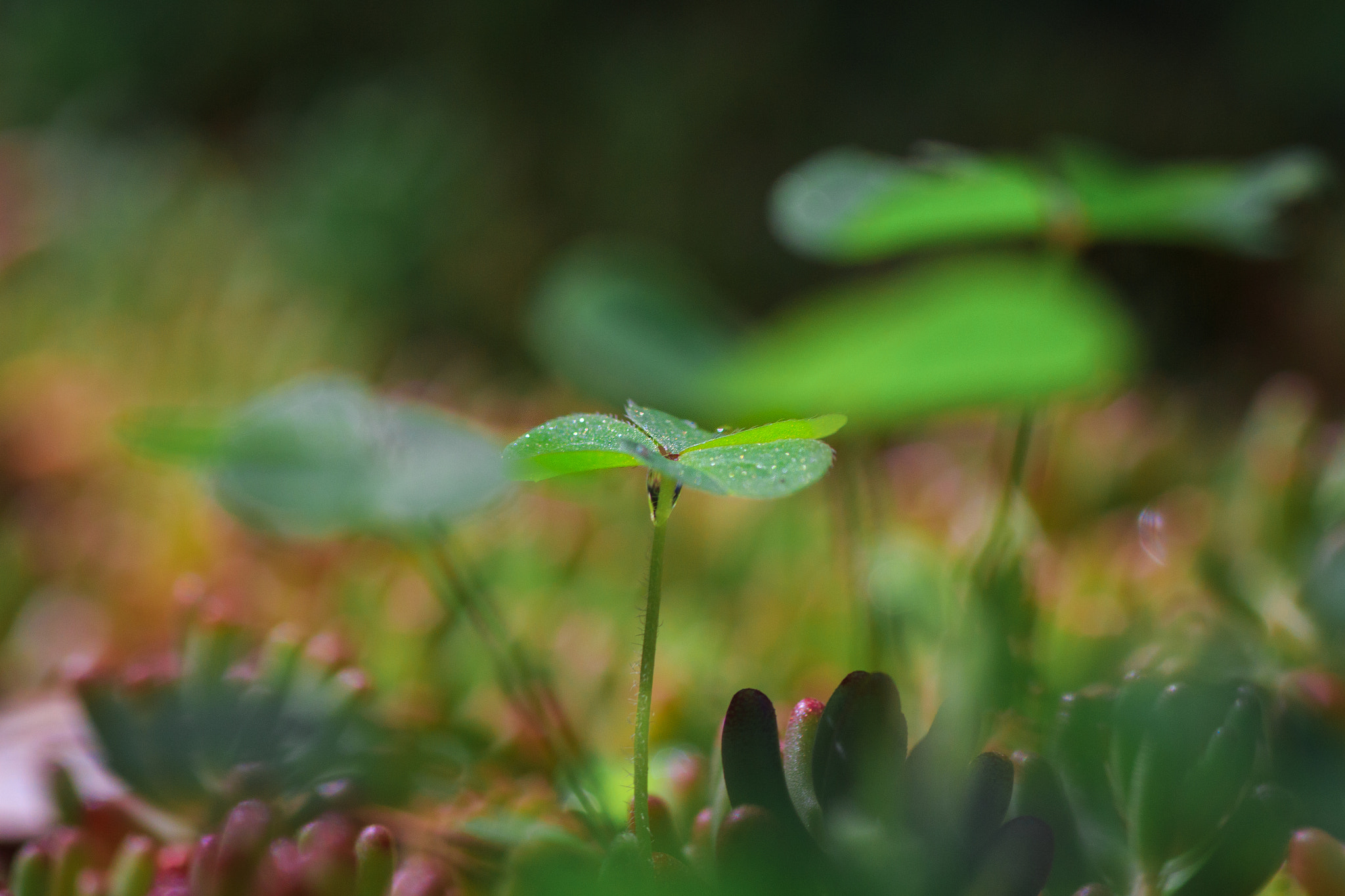 Canon EOS 700D (EOS Rebel T5i / EOS Kiss X7i) + Tamron SP AF 90mm F2.8 Di Macro sample photo. Smallest photography