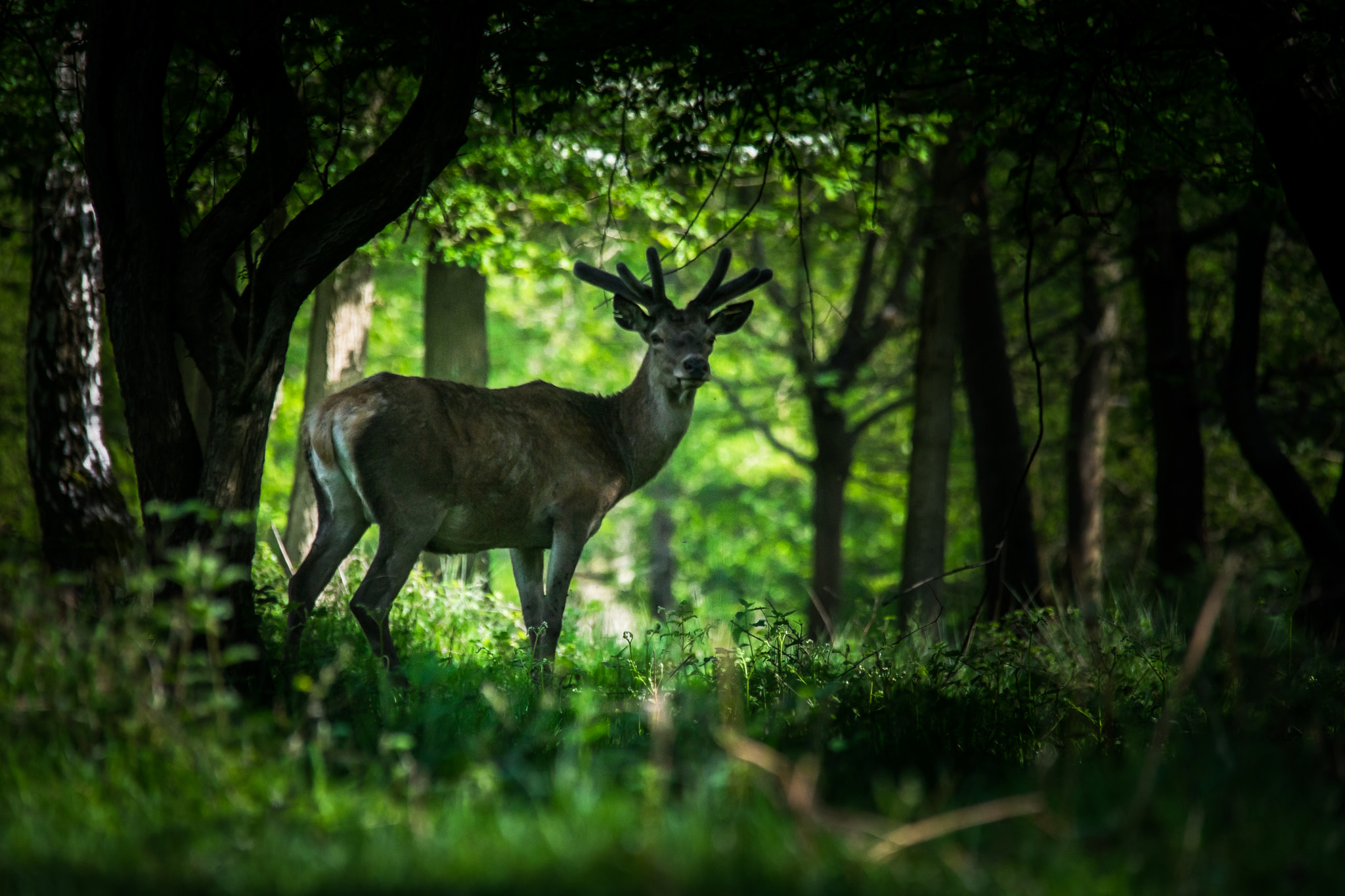 Sony a7 II + Sigma 150-500mm F5-6.3 DG OS HSM sample photo. Deer photography